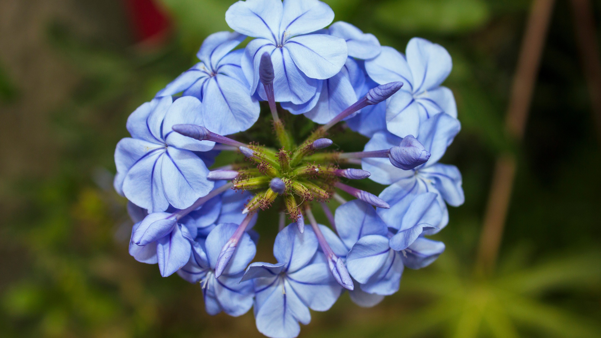 Голубой цветок плюмбаго крупным планом