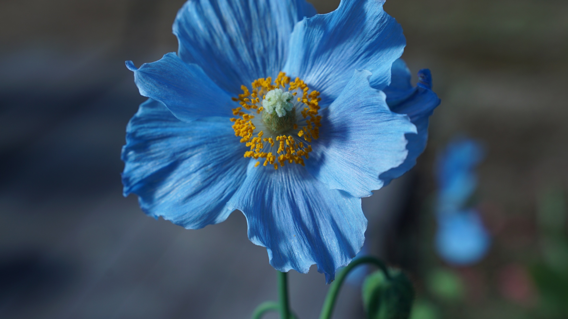 Blue poppy flower with bud close up