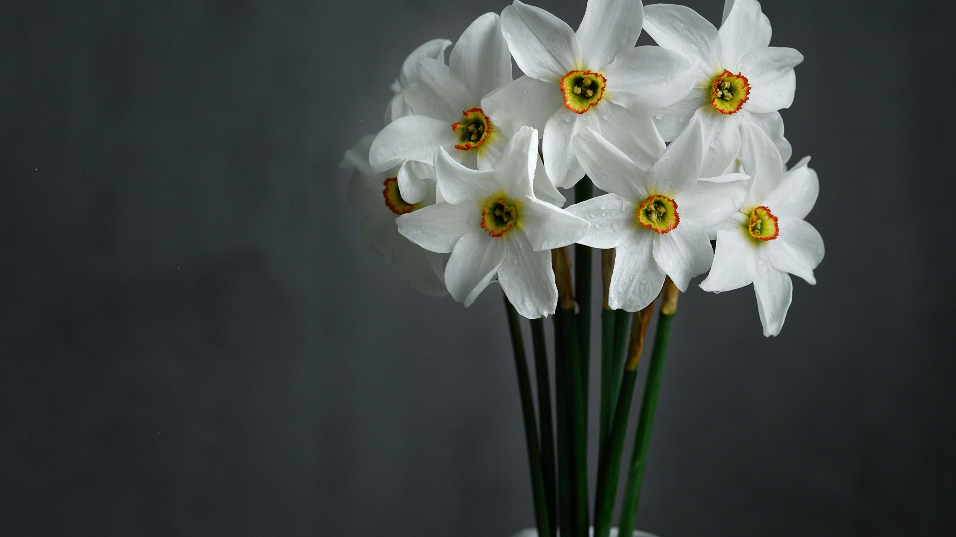 Букет красивых белых нарциссов на сером фоне 