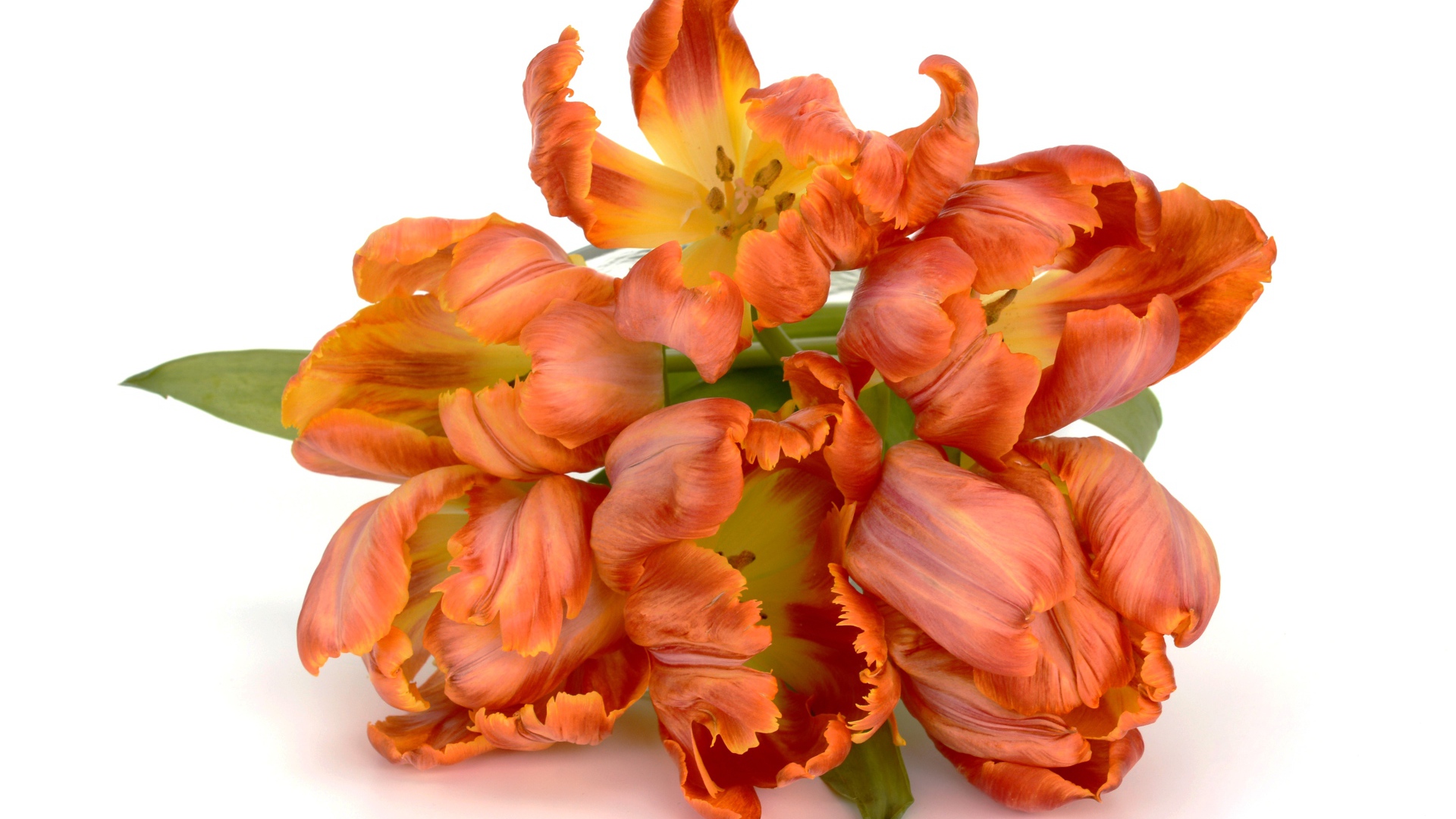 Букет оранжевых тюльпанов на белом фоне