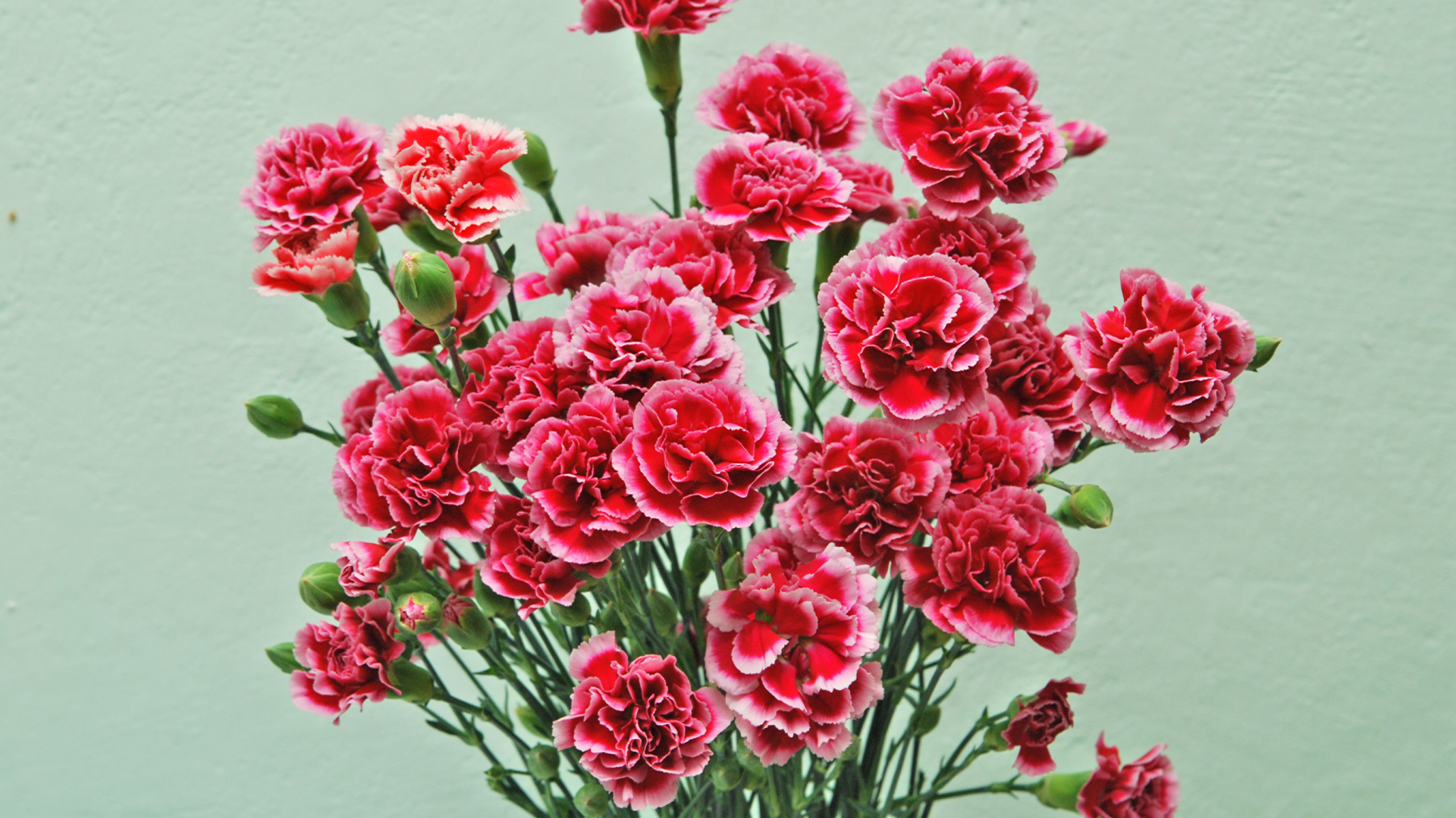 Букет розовых цветов гвоздики на сером фоне