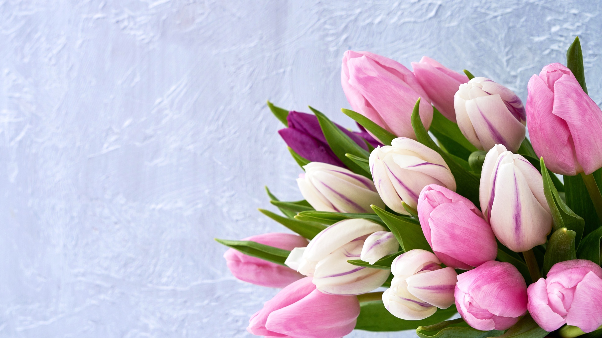 Букет розовых тюльпанов на фоне серой стены