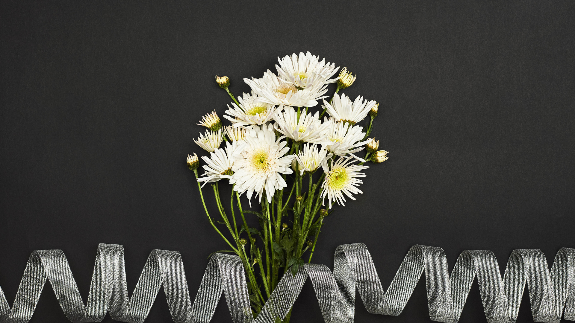 Букет белых цветов хризантемы с лентой на сером фоне