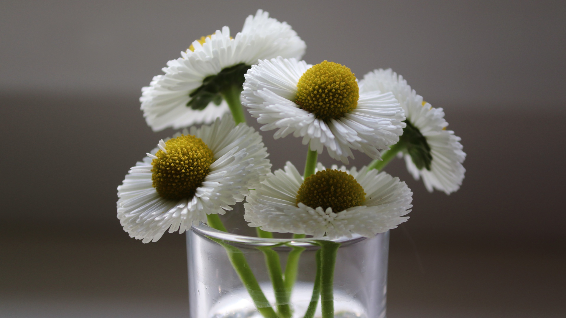 Букет белых маргариток в вазе на сером фоне 
