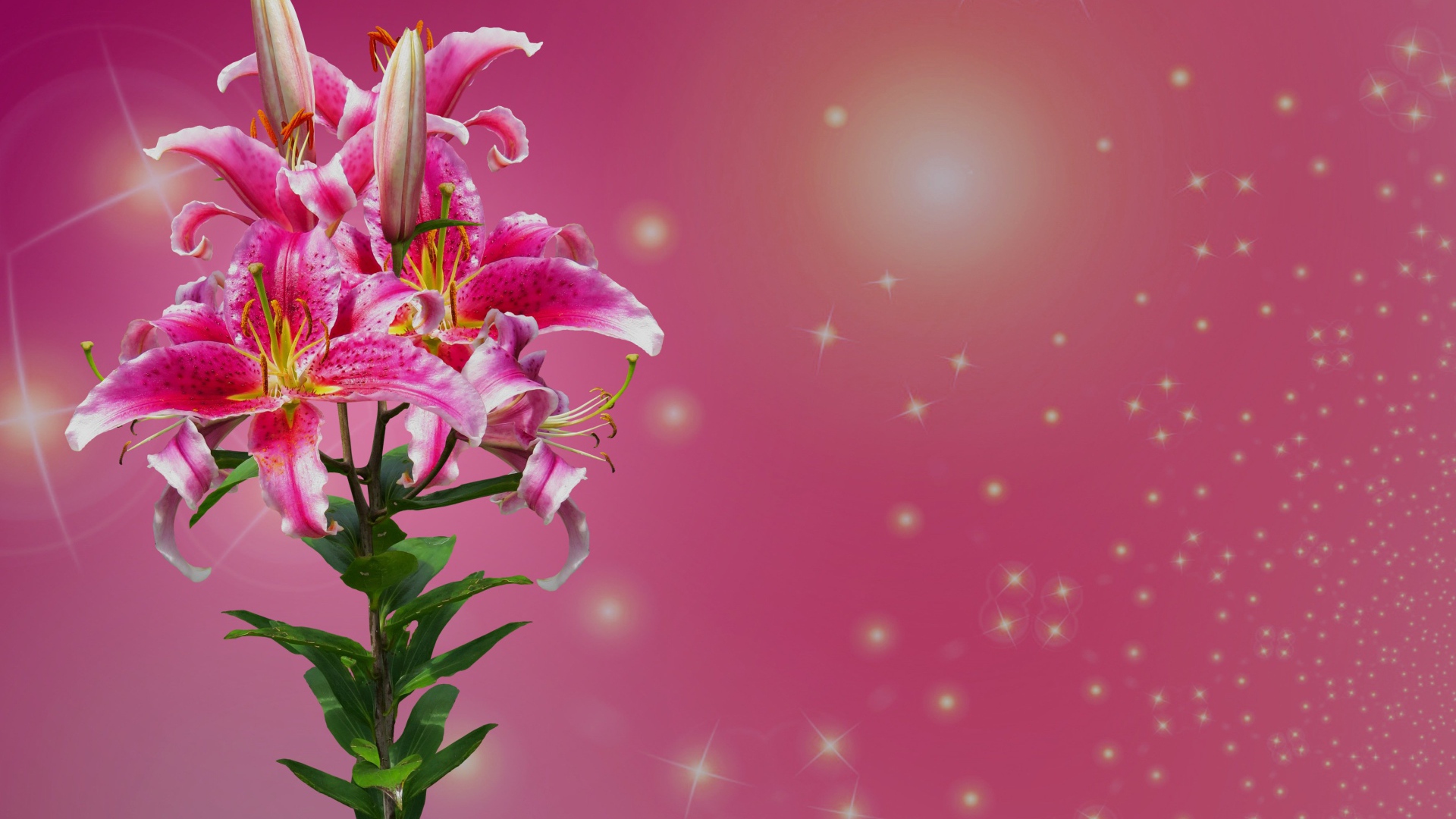 Ветка цветов лилии на розовом фоне 