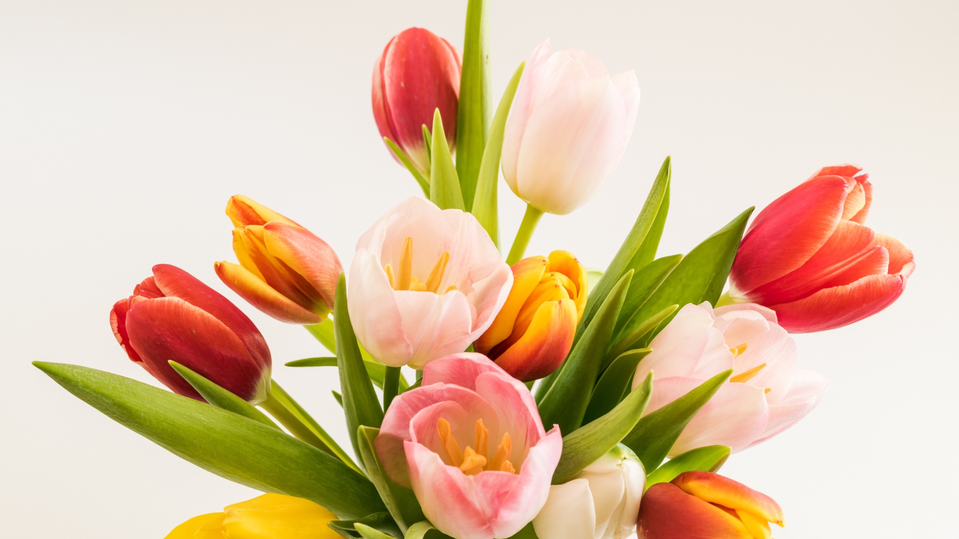 Бутоны разноцветных тюльпанов на сером фоне