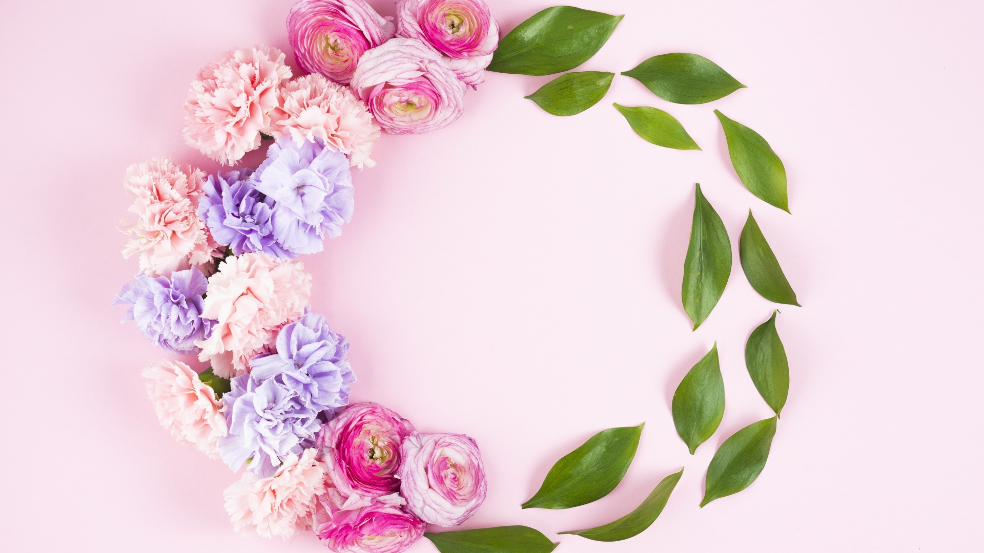 Гвоздики с лютиками и зелеными листьями на розовом фоне