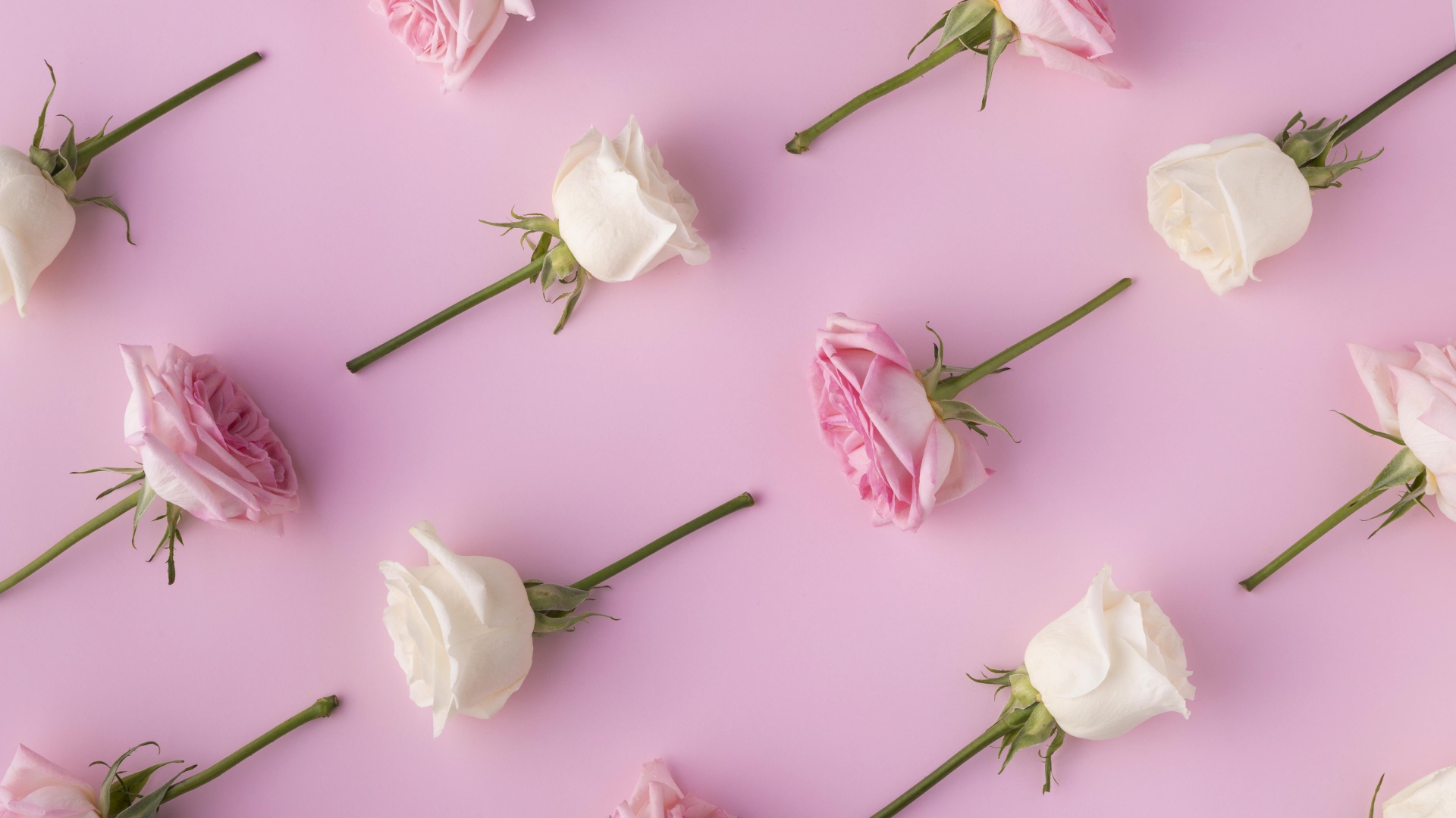 Обрезанные цветы розы на  розовом фоне