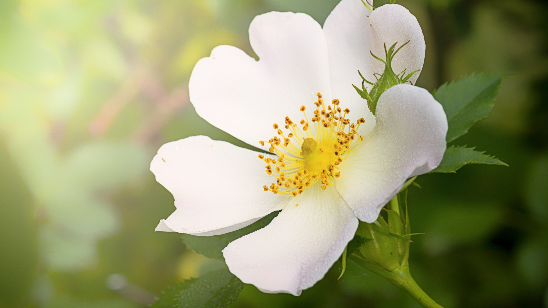 Нежный кремовый цветок шиповника с бутоном