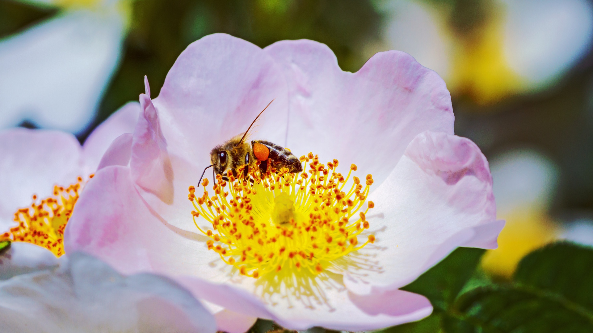 Нежный розовый цветок шиповника с пчелой