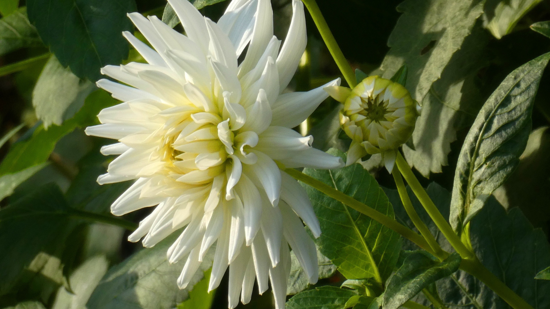 Нежная белая хризантема с бутоном на клумбе