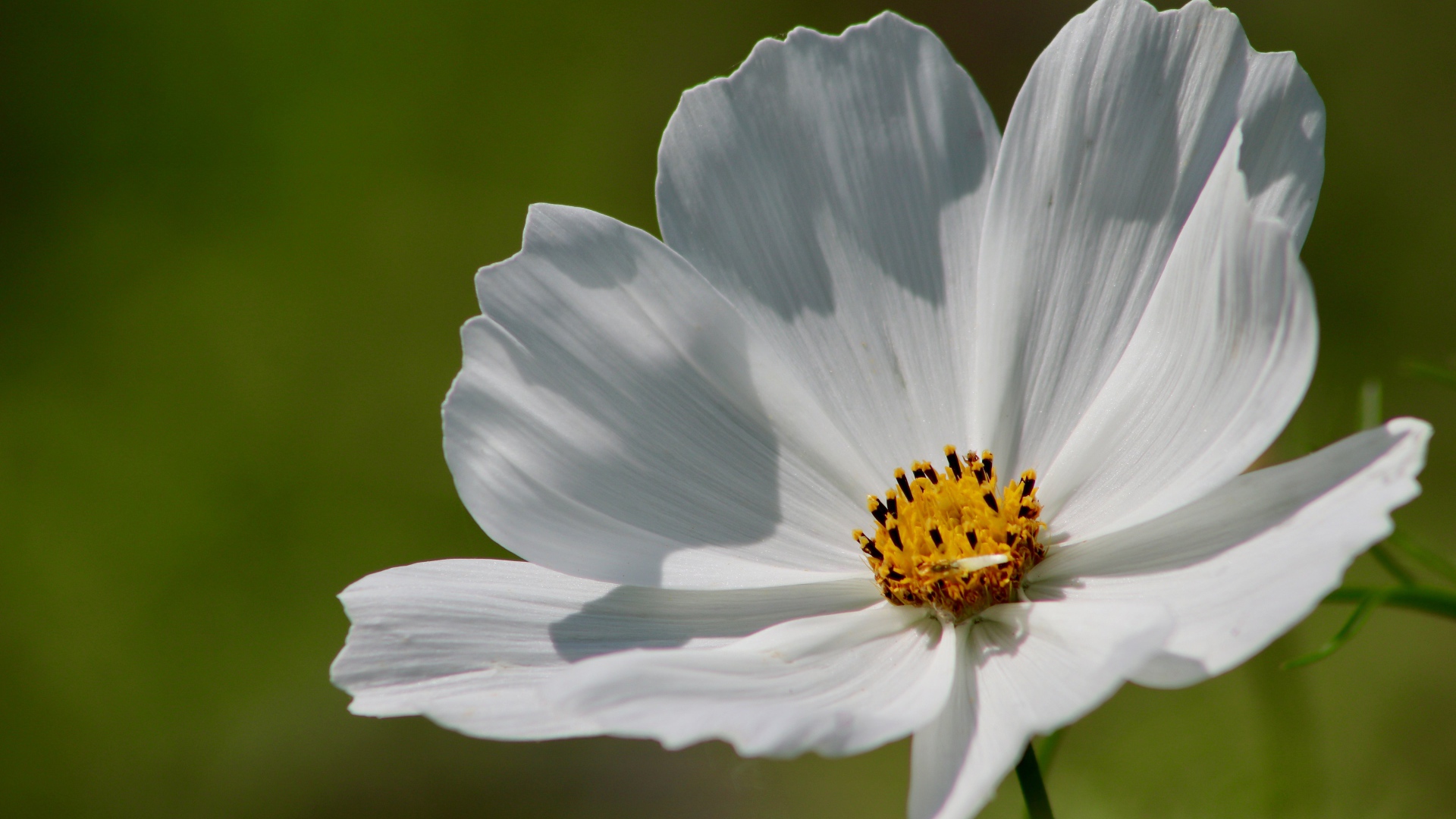 Нежные белые лепестки цветка космеи 