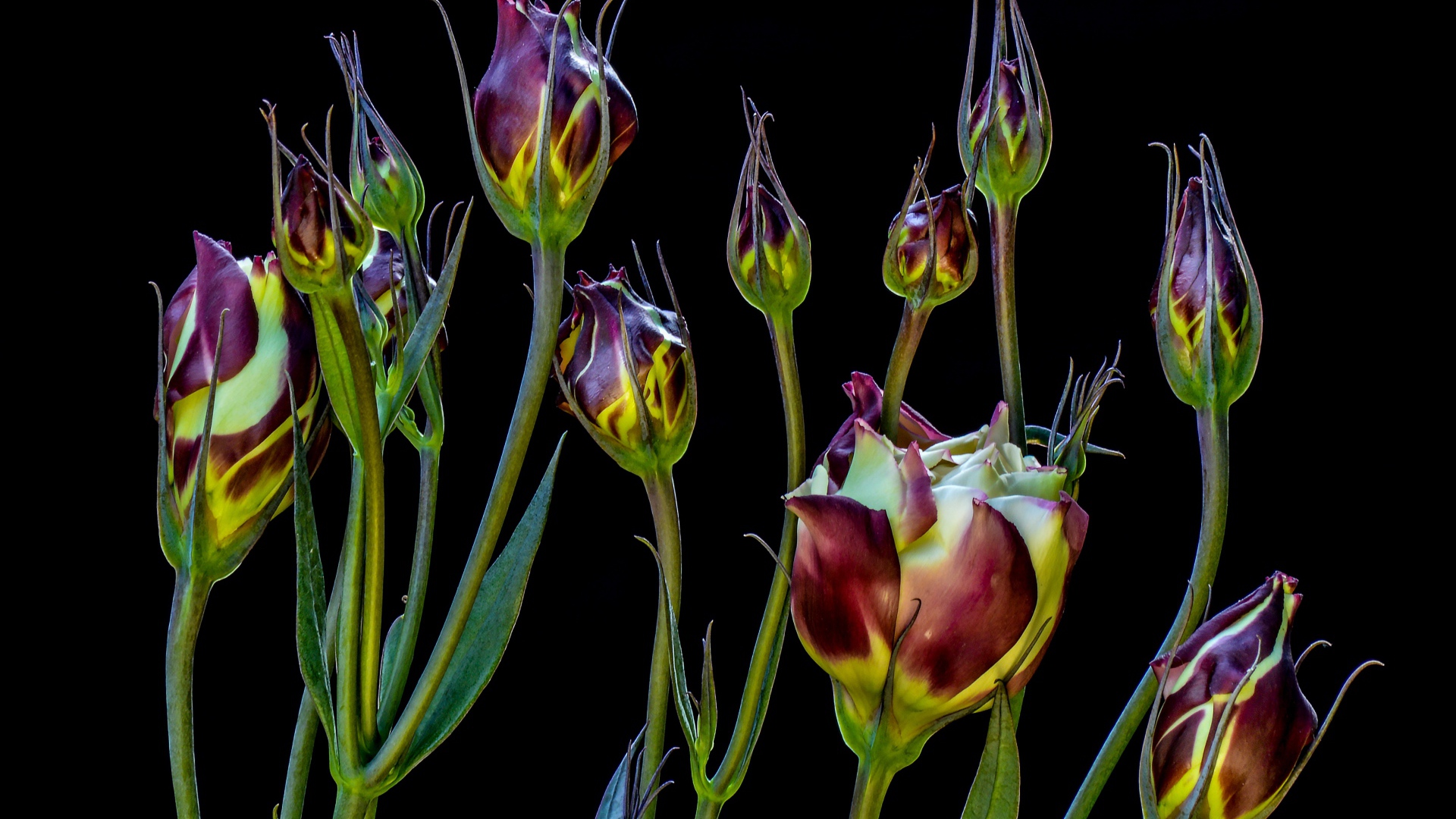 Цветы эустомы распускаются на черном фоне