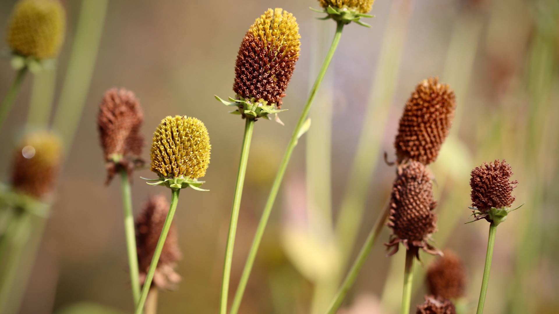 Отцветшие стебли цветков эхинацеи