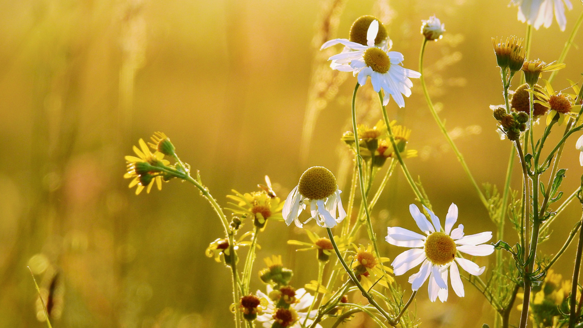 Полевые ромашки и желтые цветы на поле 