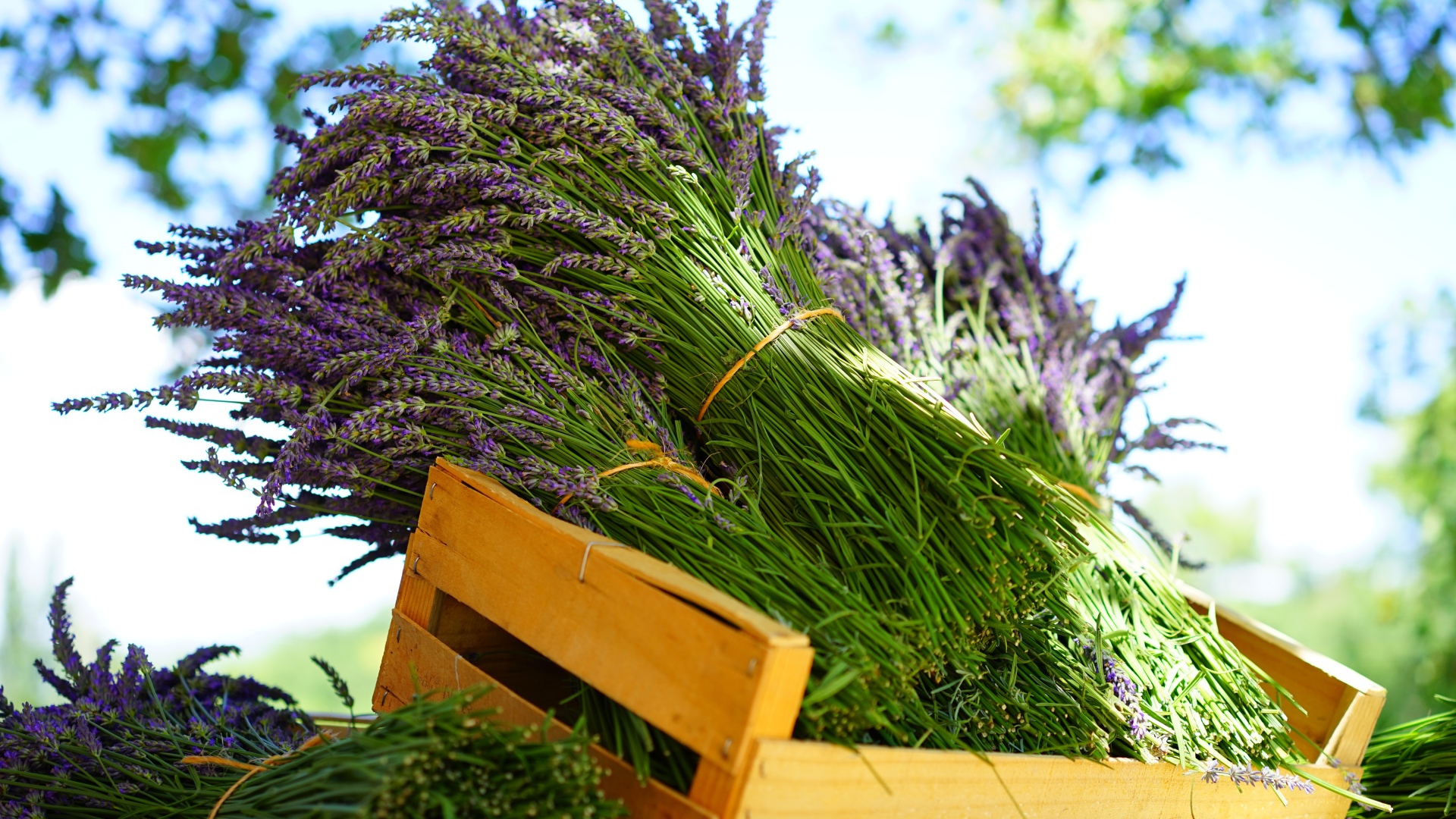 Свежие цветы лаванды в деревянном ящике