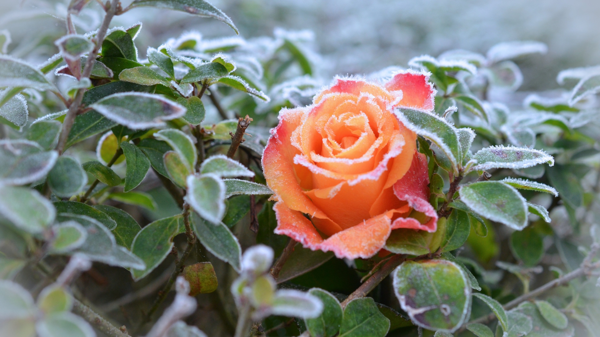 Покрытая инеем оранжевая роза с зелеными листьями
