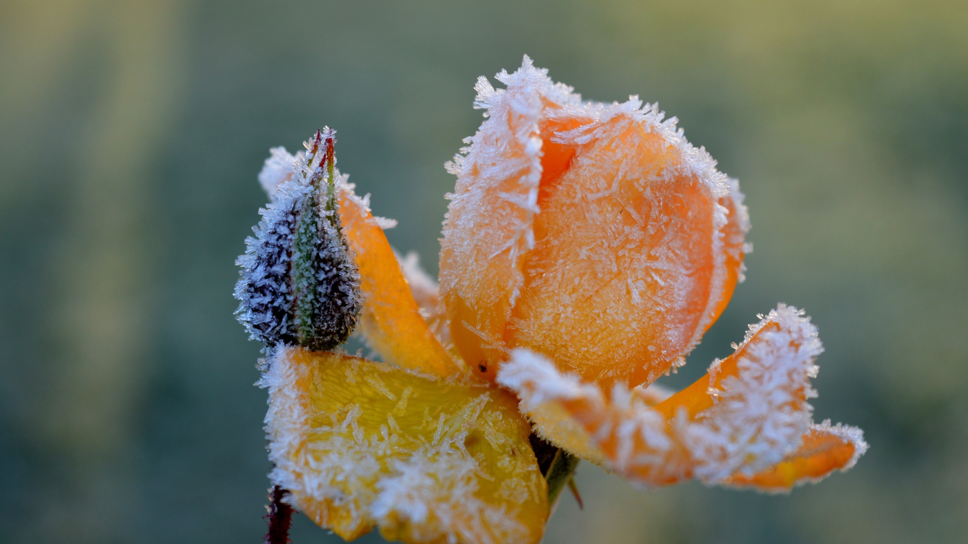 Покрытая инеем желтая роза с бутоном 