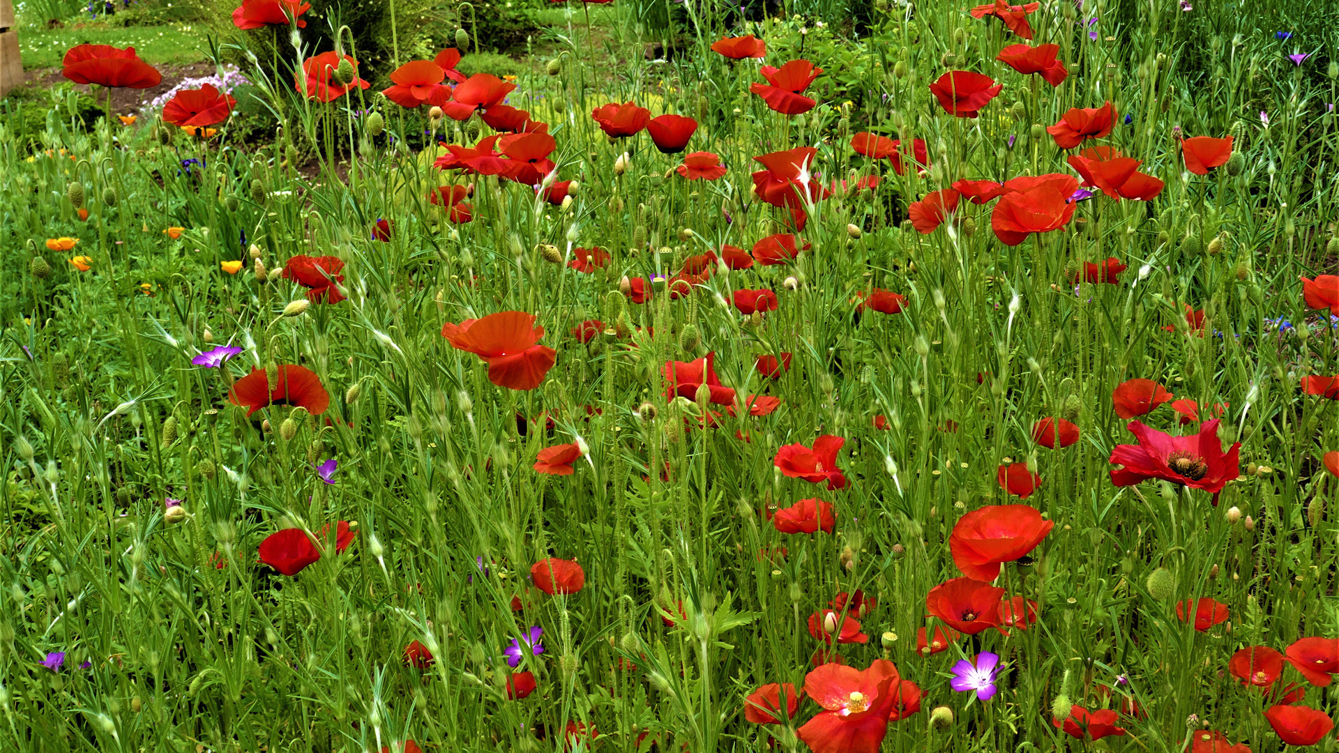 Поляна с красными маками в зеленой траве