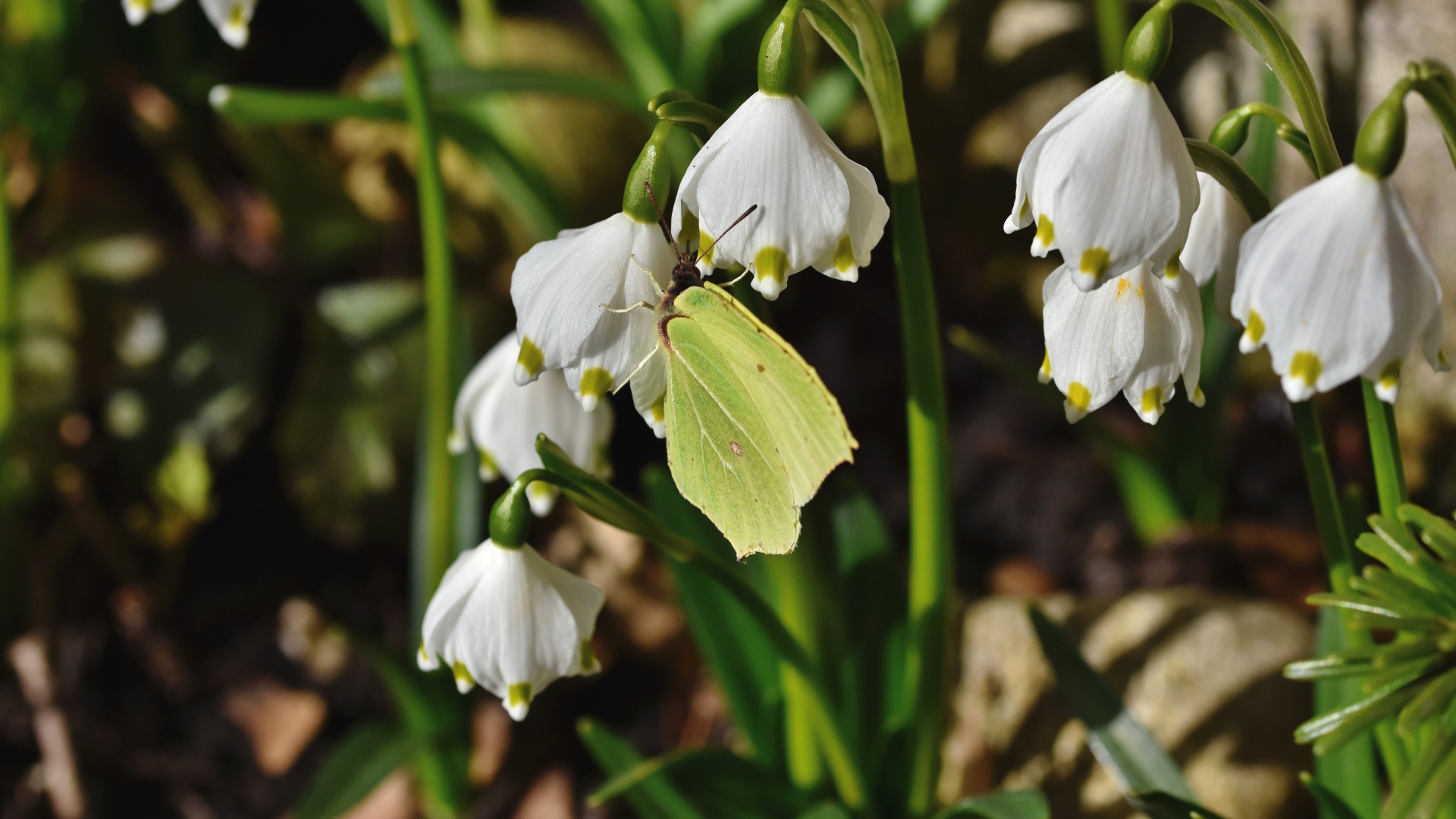 Зеленая бабочка сидит на белых подснежниках 