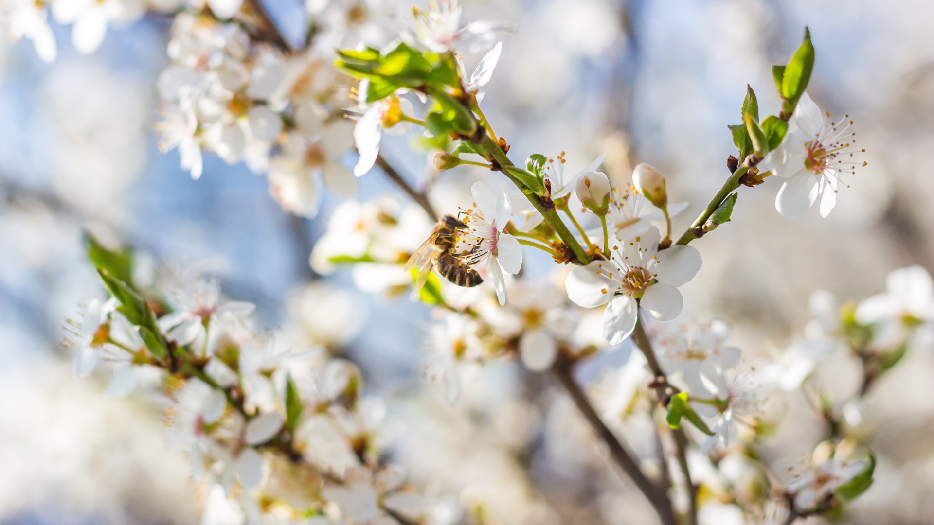 Большая вишневая ветка с белыми цветами