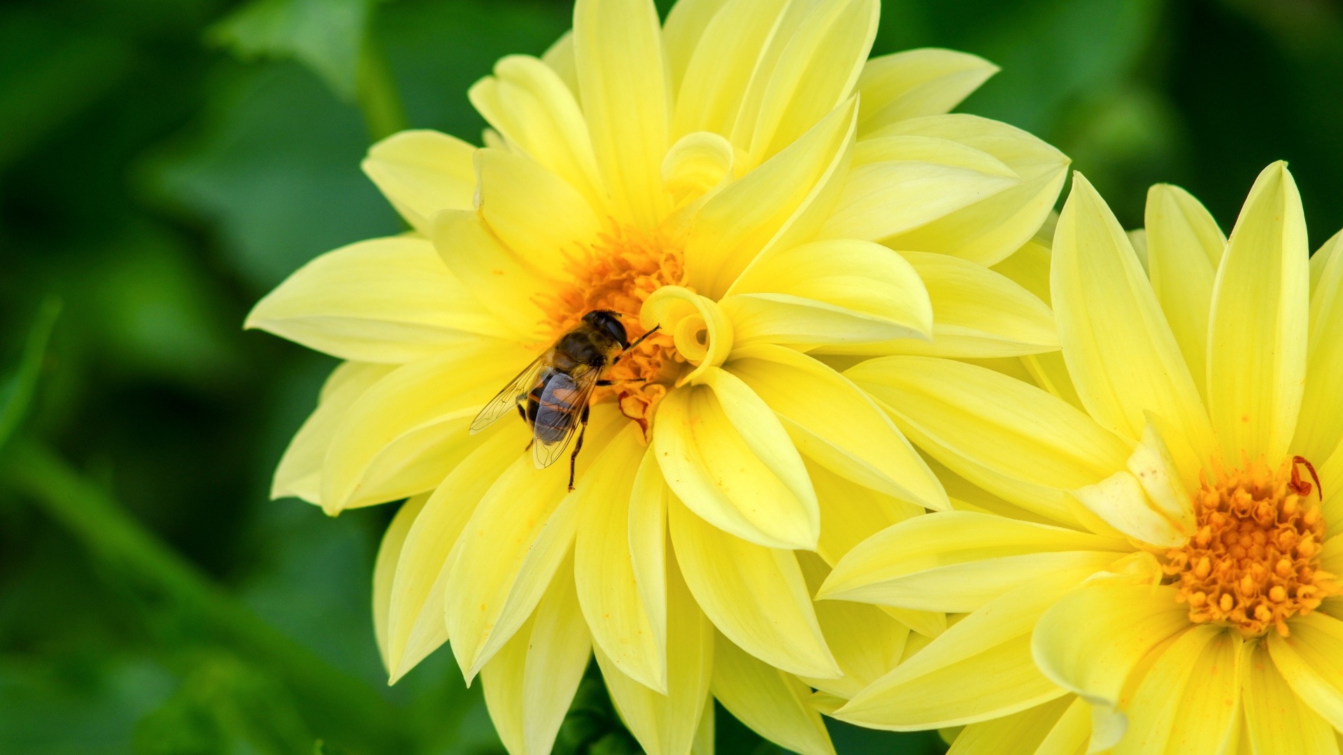 Большие желтые цветы георгина с пчелой на клумбе