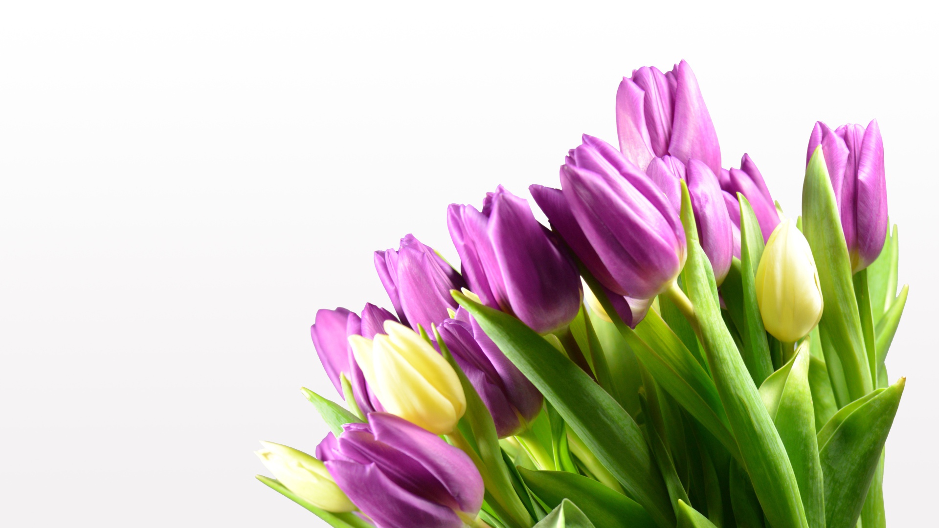 Сиреневые тюльпаны на белом фоне