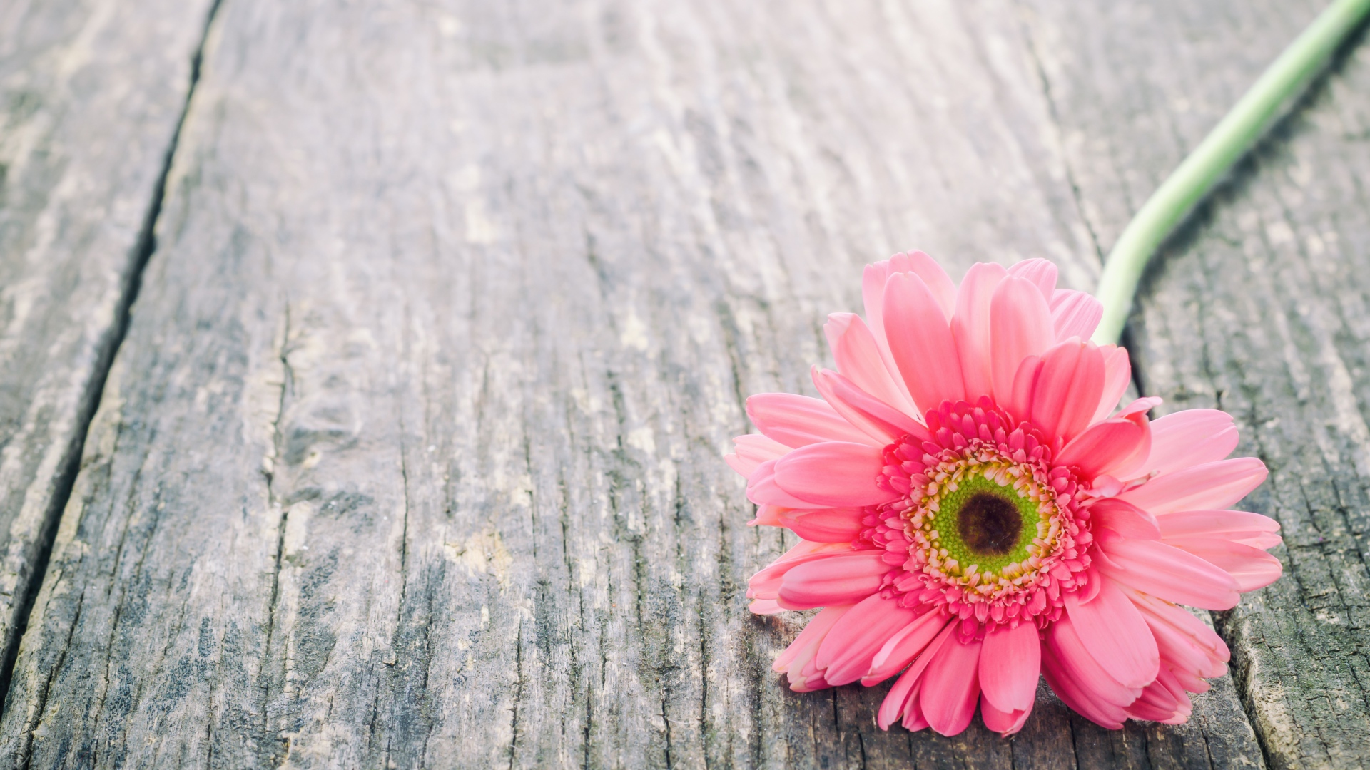 Одинокий цветок розовой герберы на сером столе