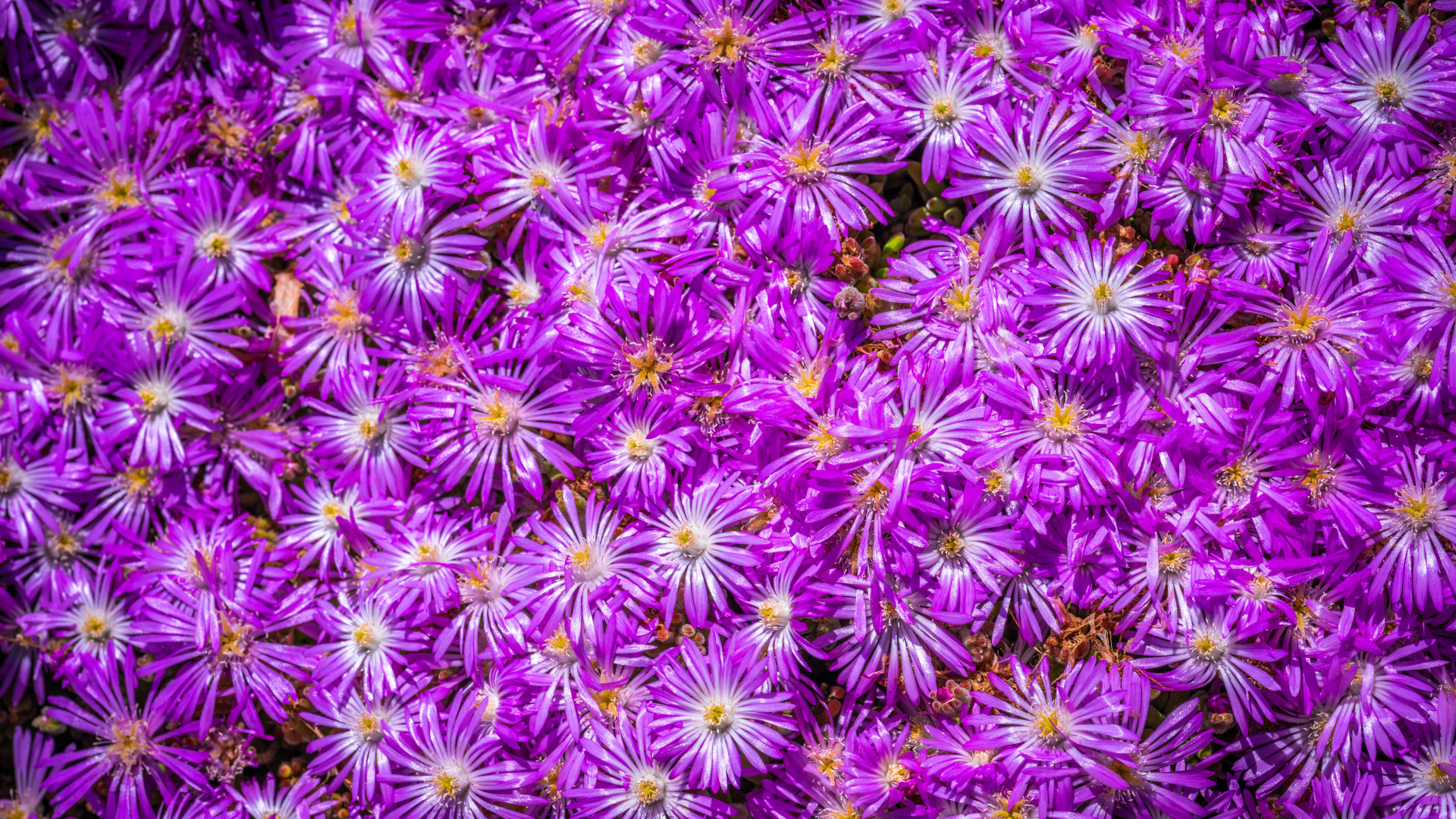 Много красивых цветов сентябринки крупным планом