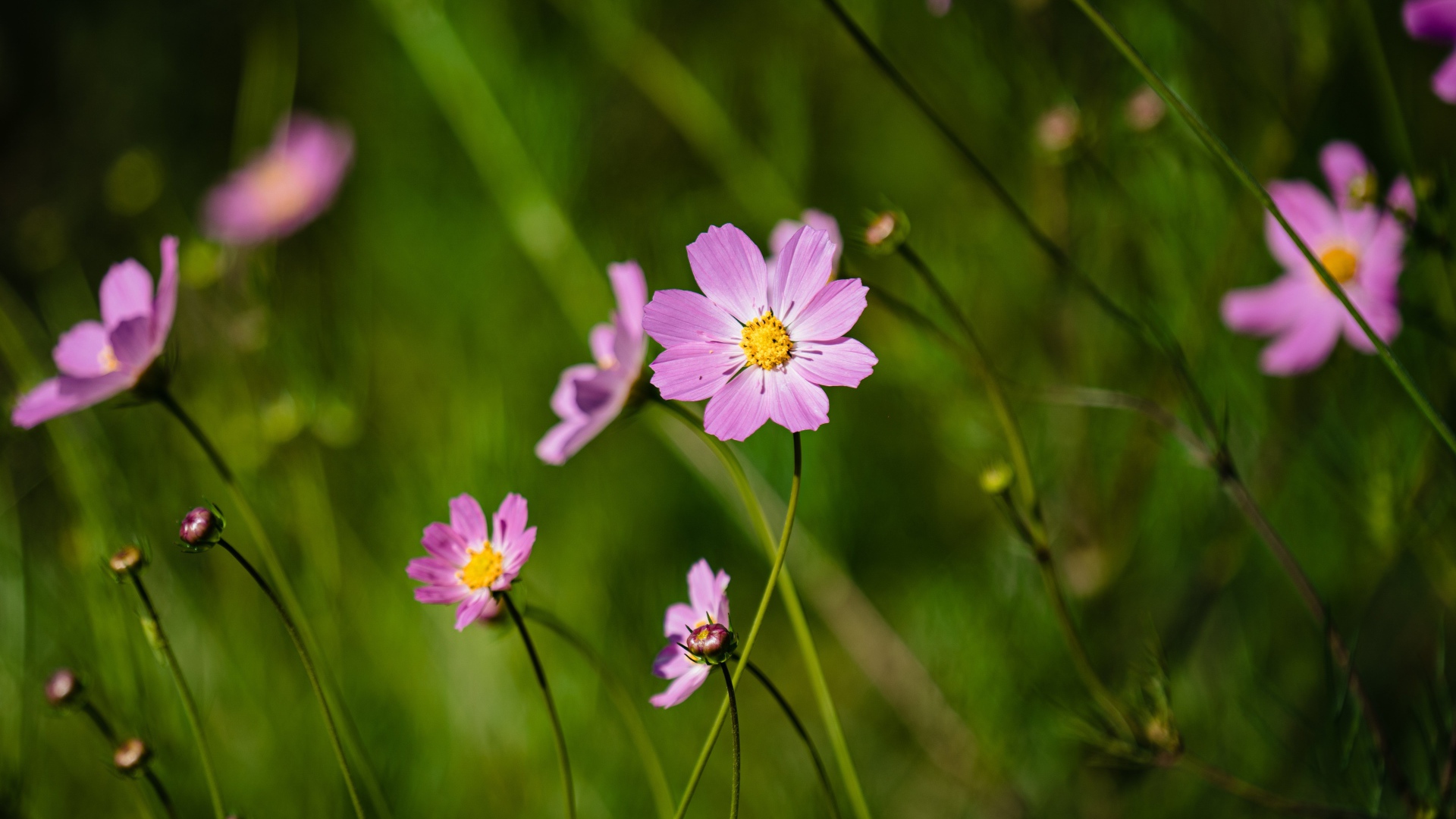 Много розовых цветов космеи на поле 