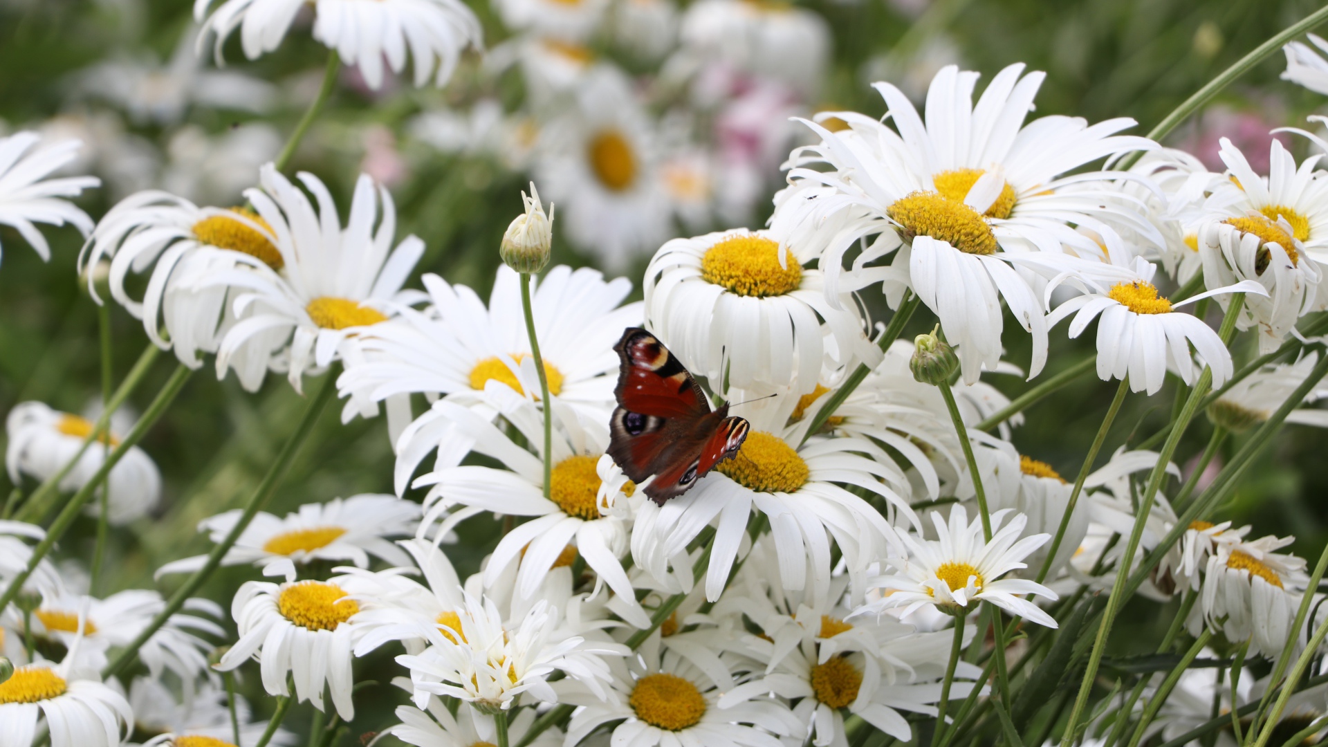 Много летних белых ромашек на поле с бабочкой