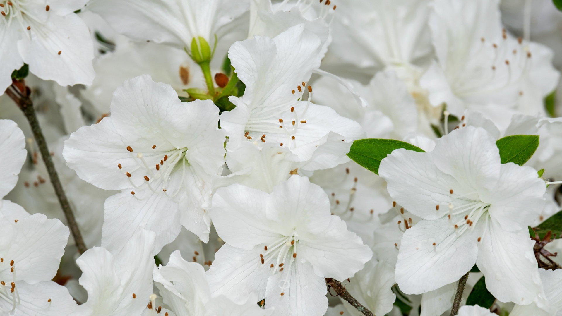 Много белых цветов азалии крупным планом