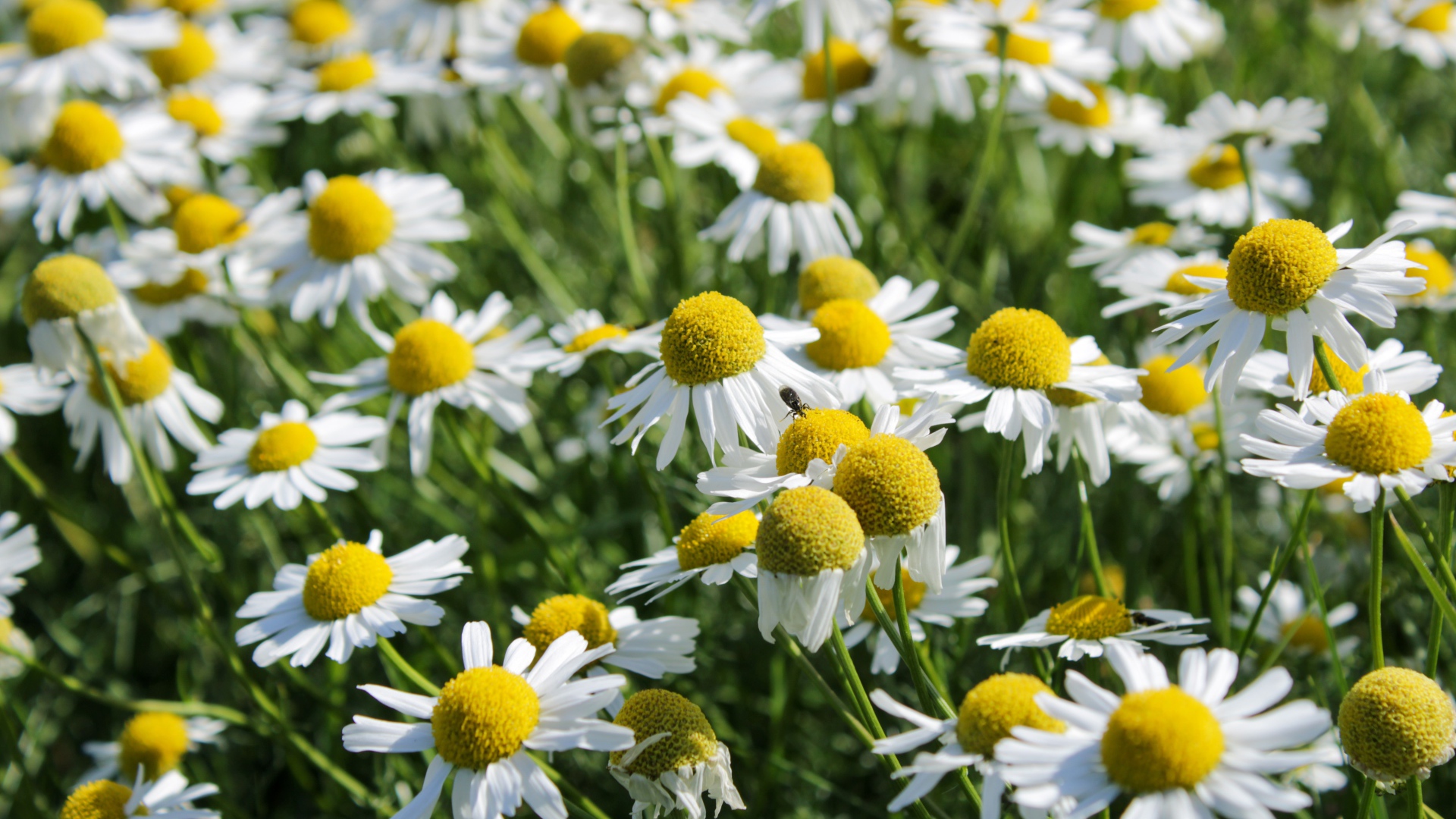 Много белых полевых ромашек с желтой серединкой