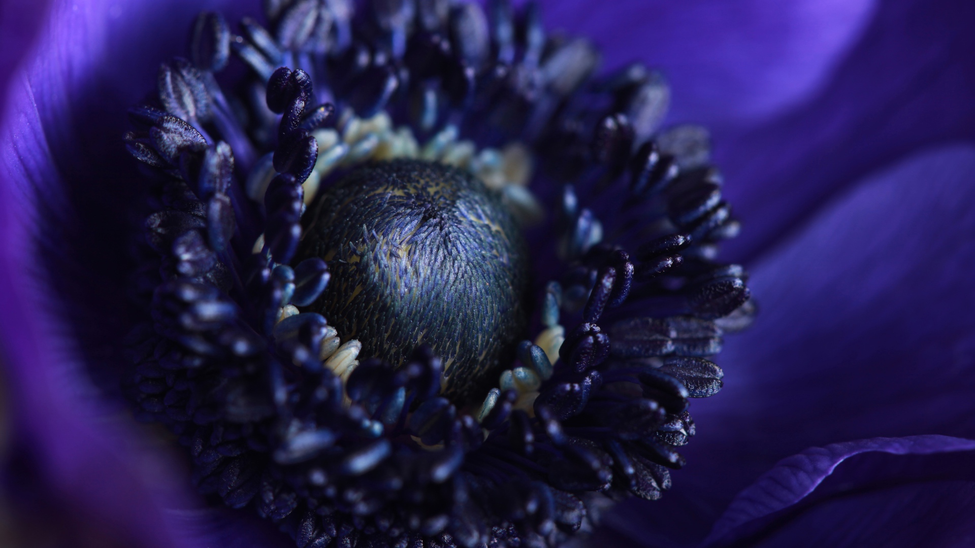 Середина синего цветка анемоны