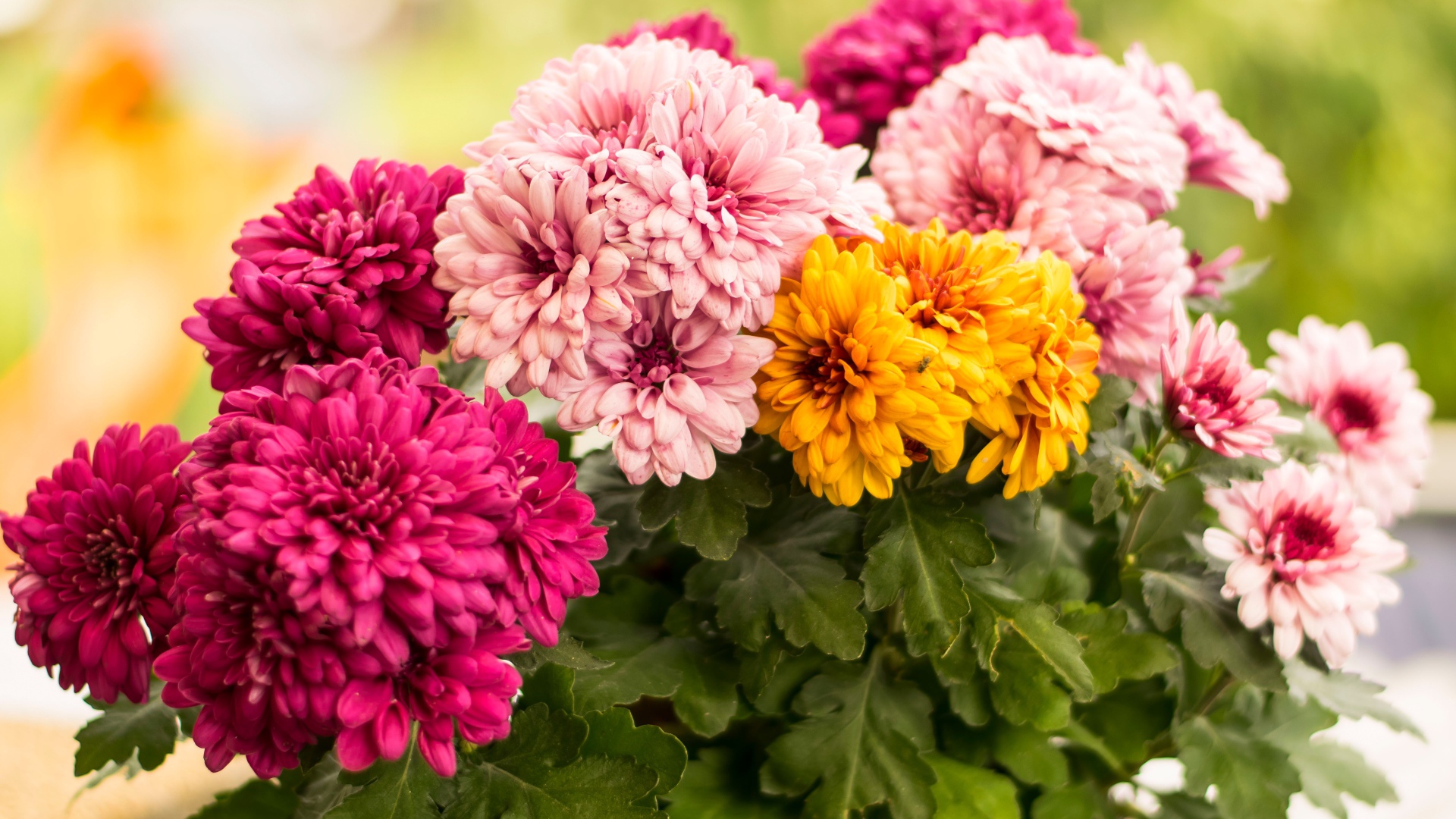 Разноцветные хризантемы крупным планом