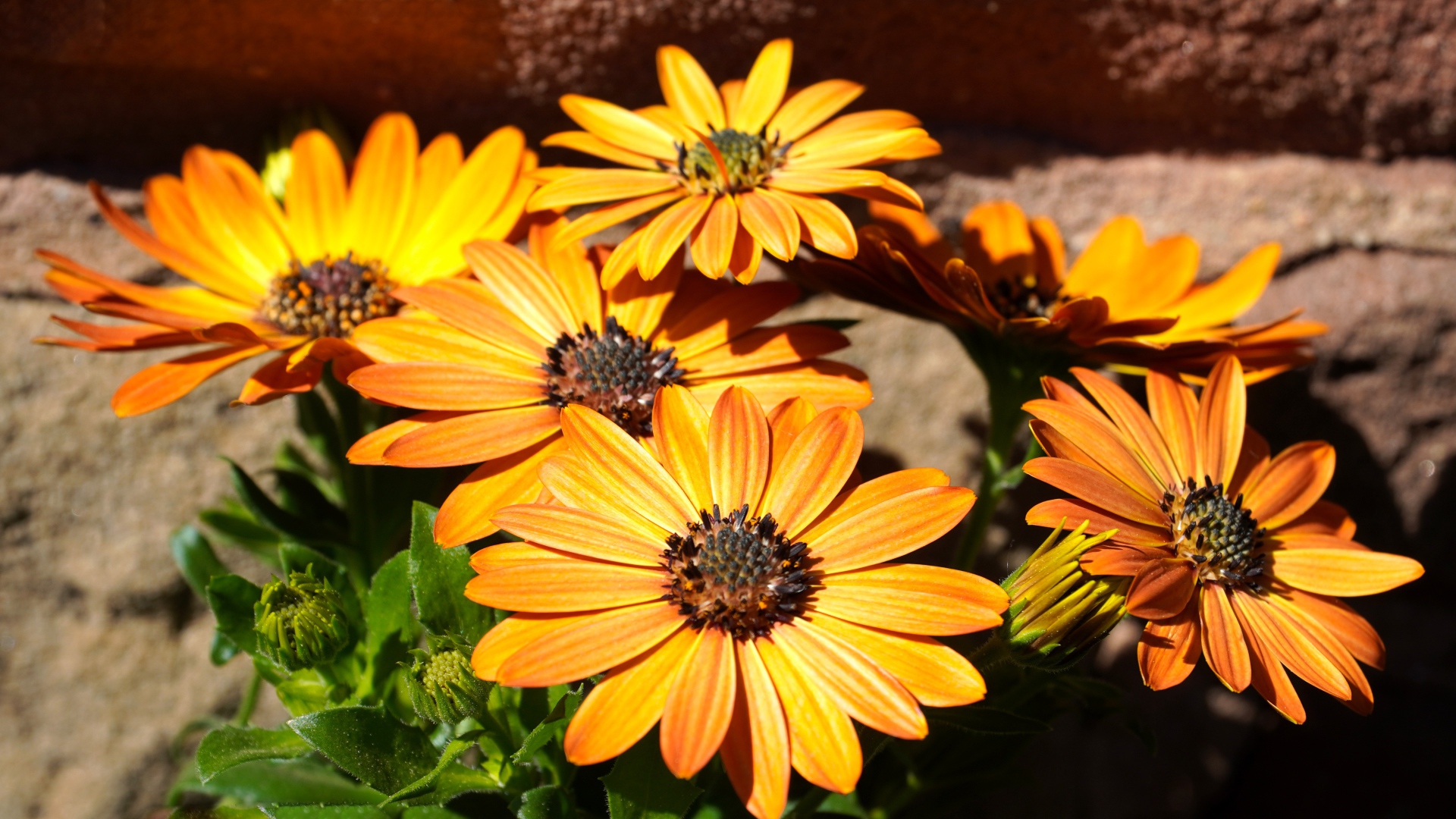 Оранжевые цветы остеоспермум на столе