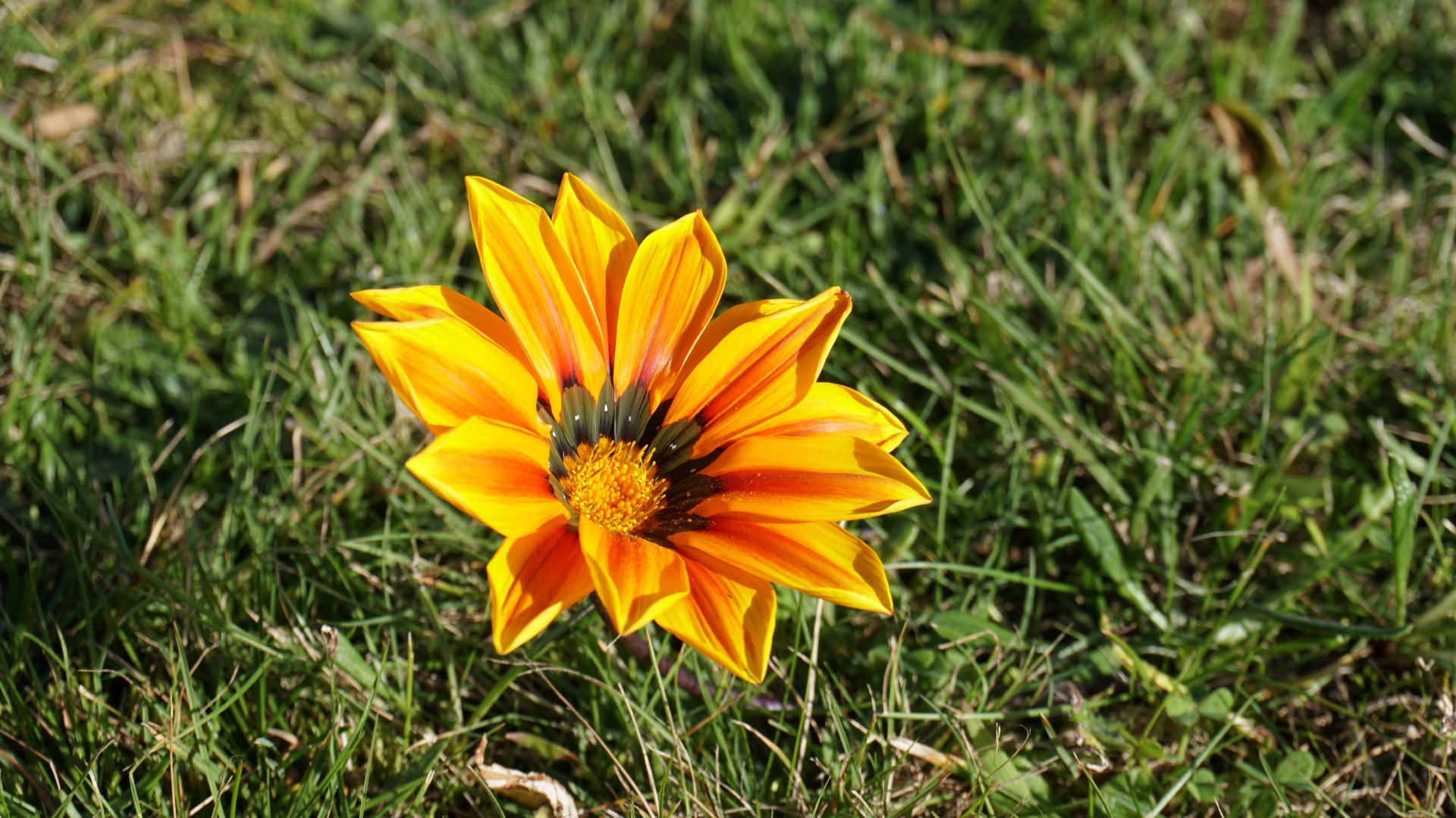 Оранжевый цветок газания в зеленой траве