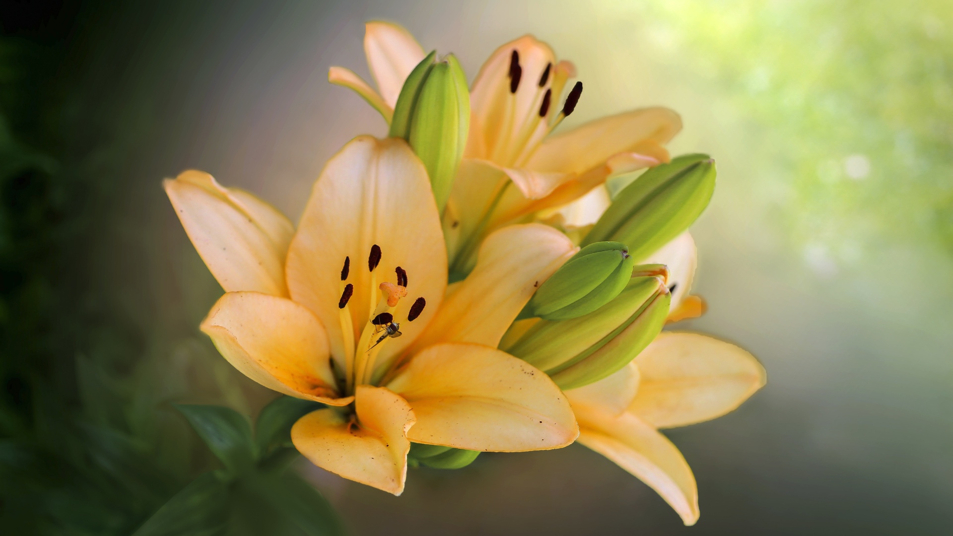 Оранжевые лилии с бутонами крупным планом