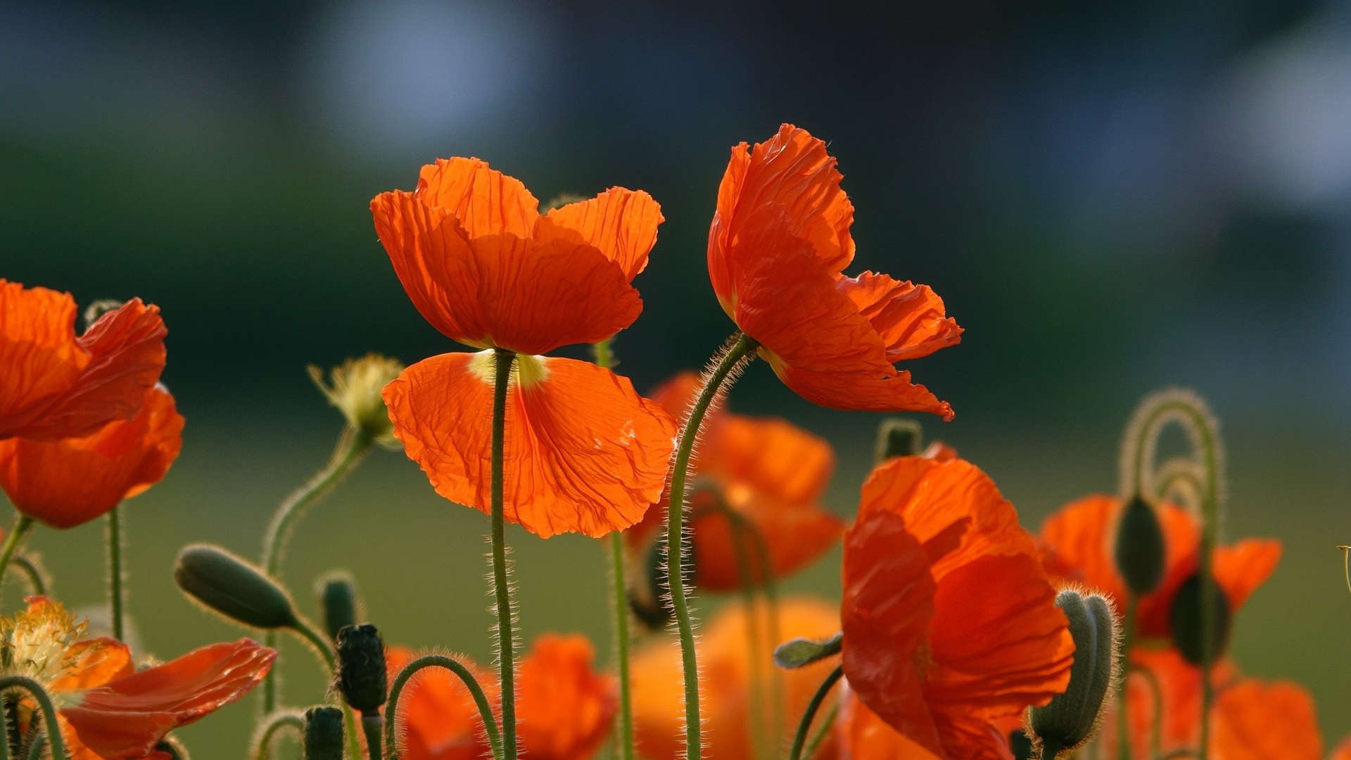 Оранжевые цветы мака с бутонами на поле