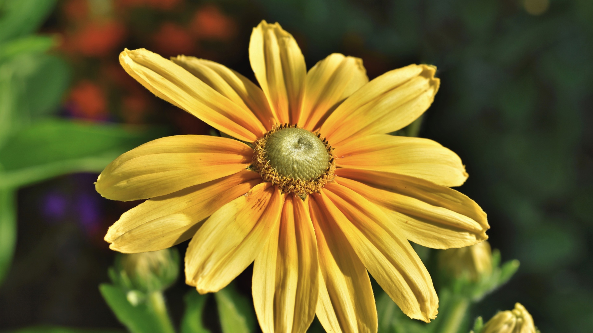 Оранжевый цветок рудбекия крупным планом