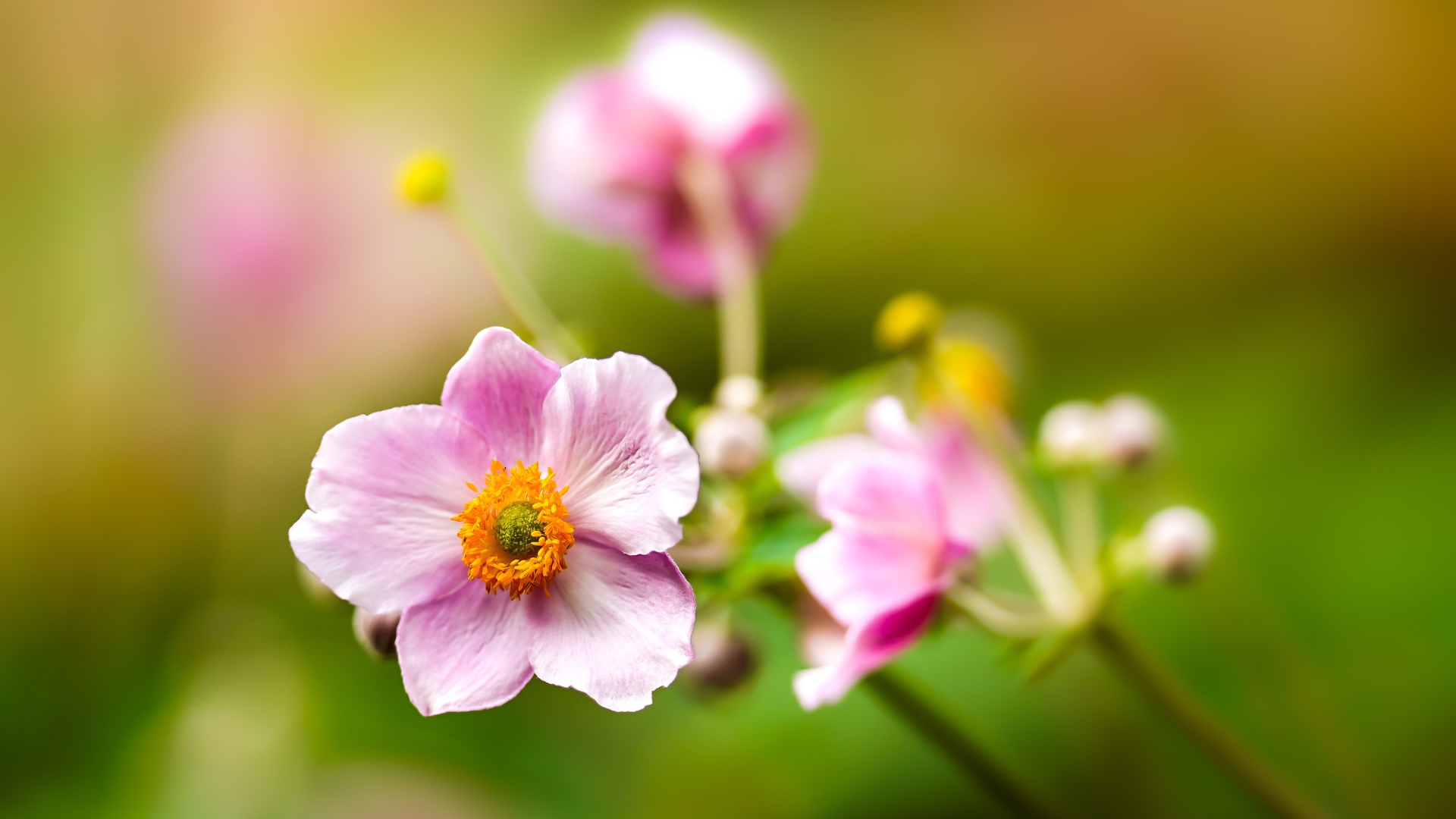 Розовые цветы анемоны с бутонами крупным планом