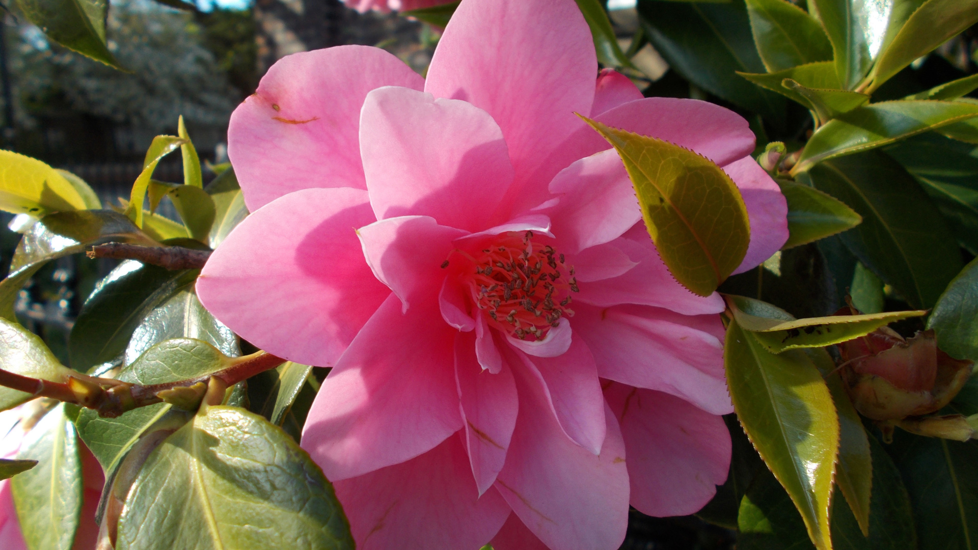 Розовые цветы камелия с зелеными листьями крупным планом 