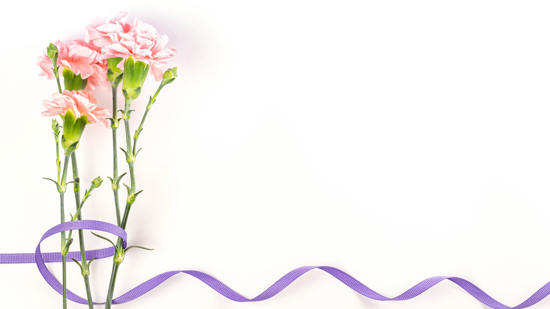 Розовые гвоздики с ленточкой на белом фоне