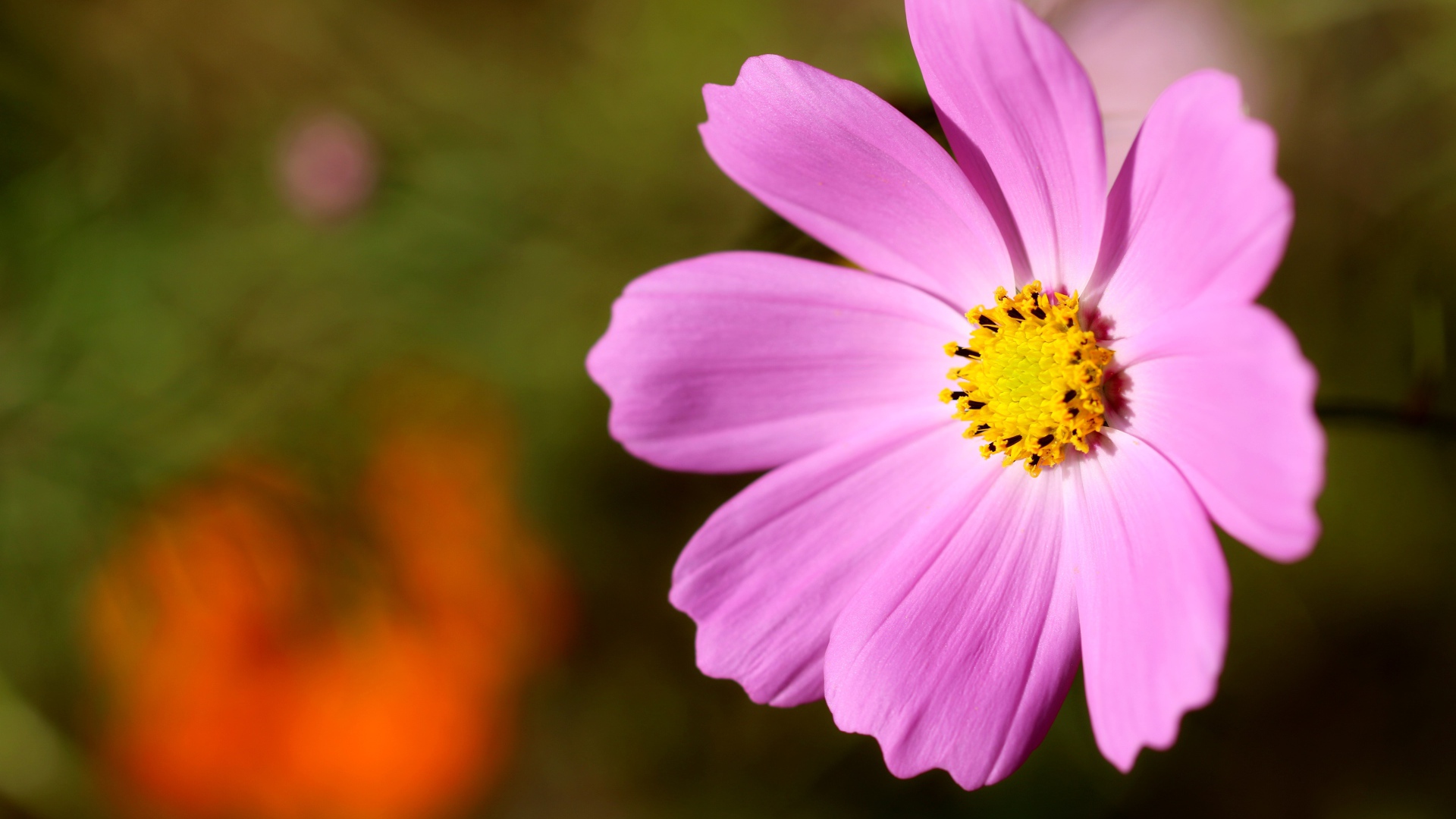 Розовый цветок космеи с желтой серединкой 