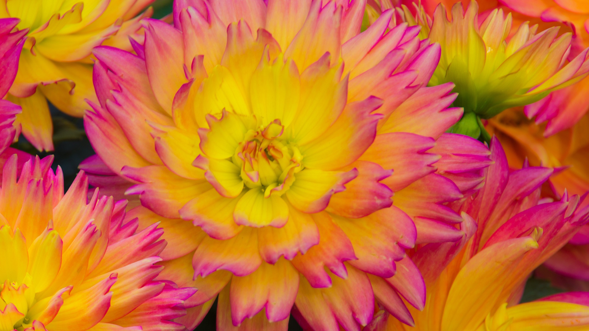 Pink dahlia flowers with yellow center
