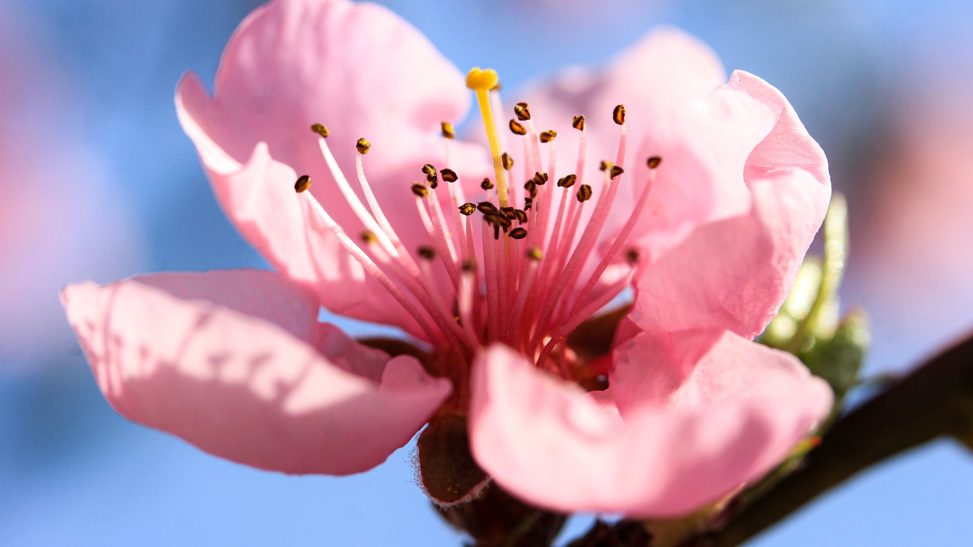 Розовый нежный цветок на ветке персика