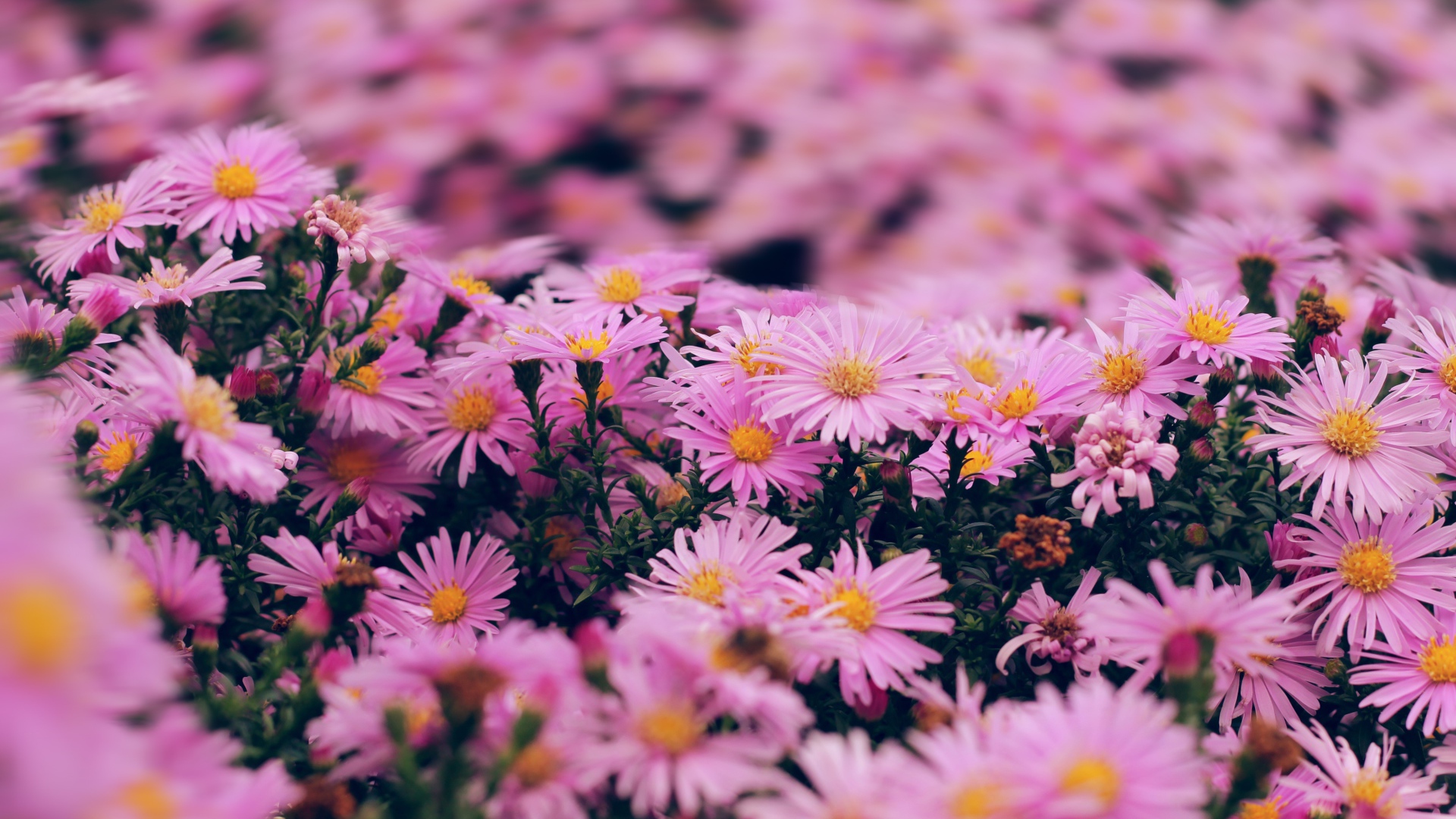 Розовые цветы сентябринка крупным планом 