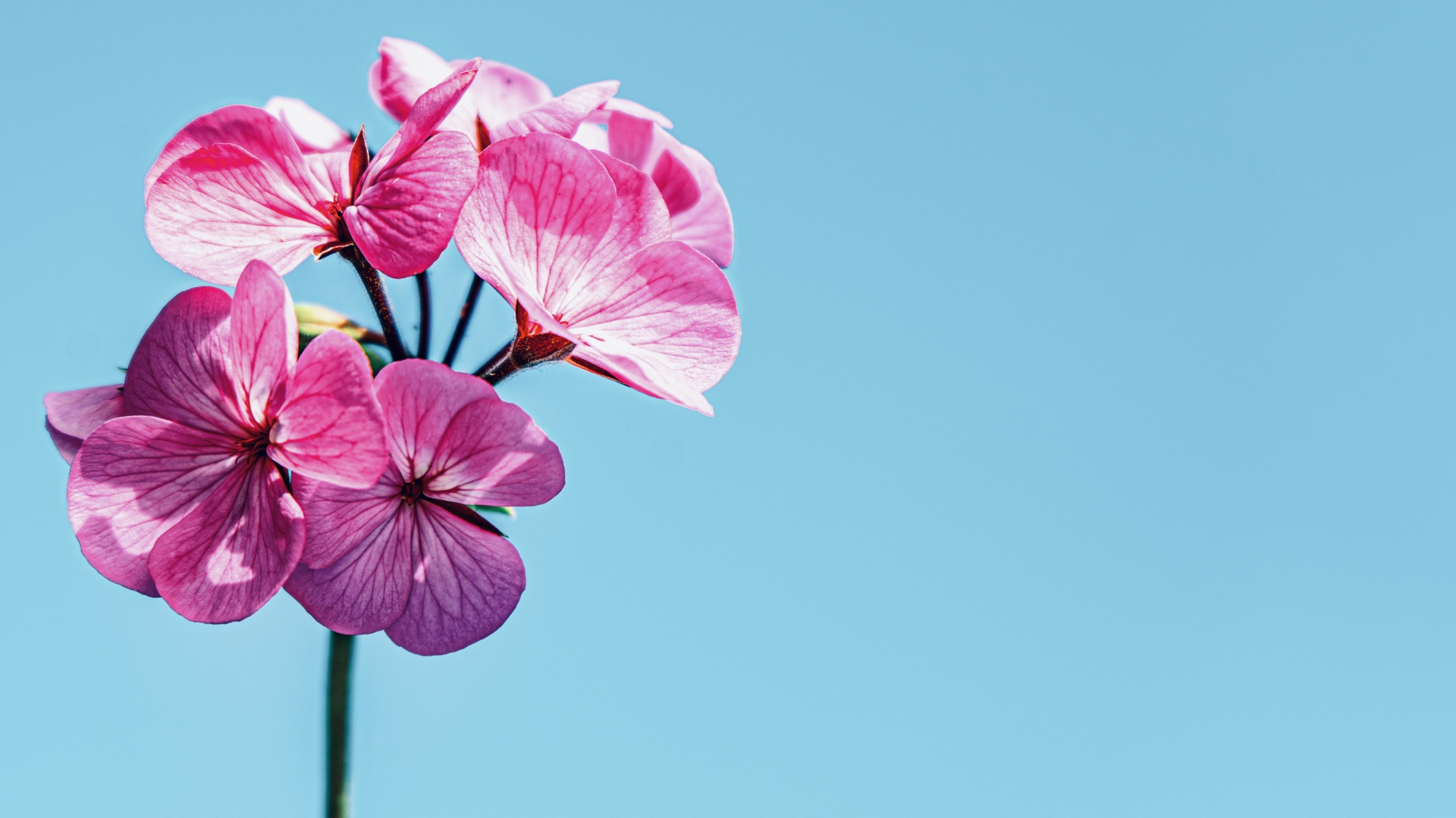 Розовые цветы герани на голубом фоне 