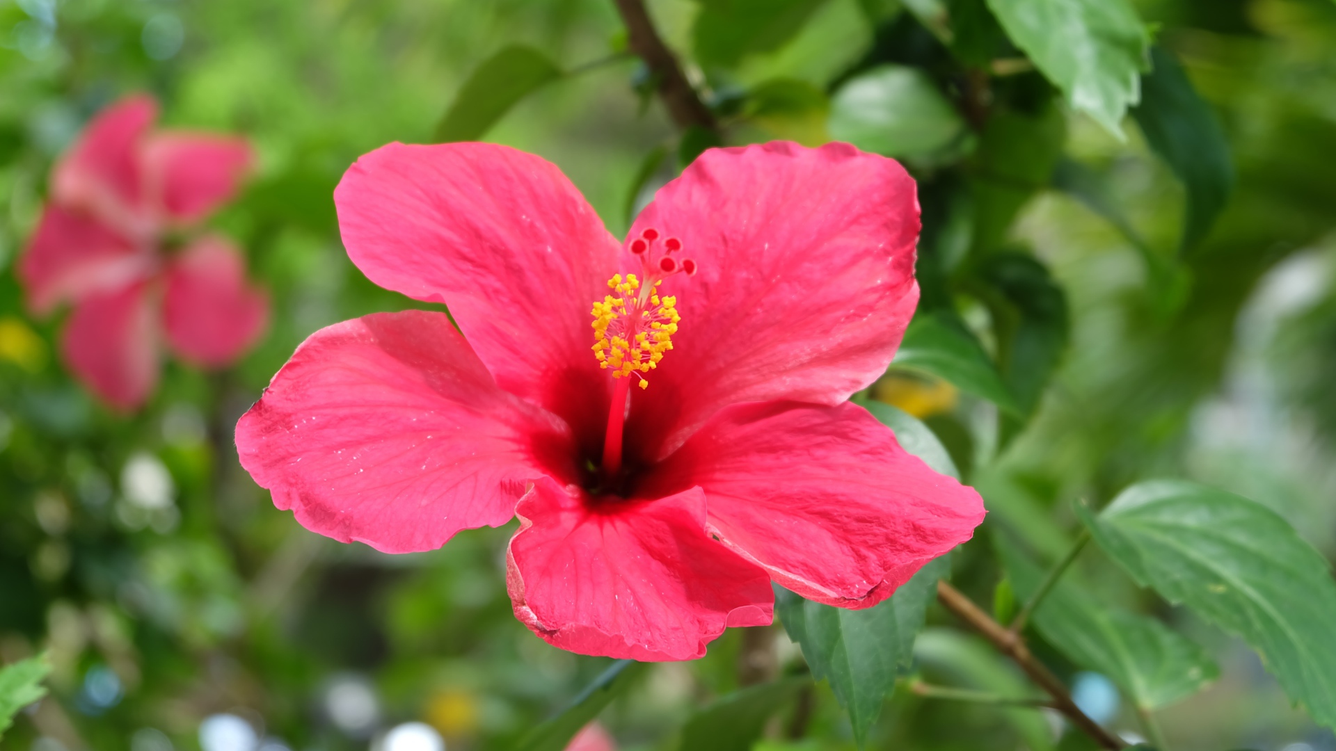 Розовый цветок гибискуса крупным планом на клумбе