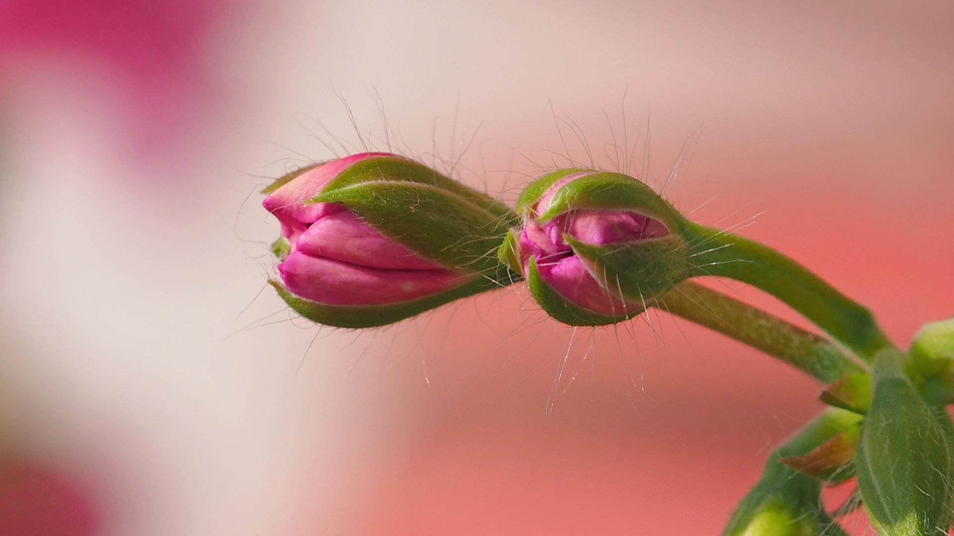 Розовый комнатный цветок герани распускается
